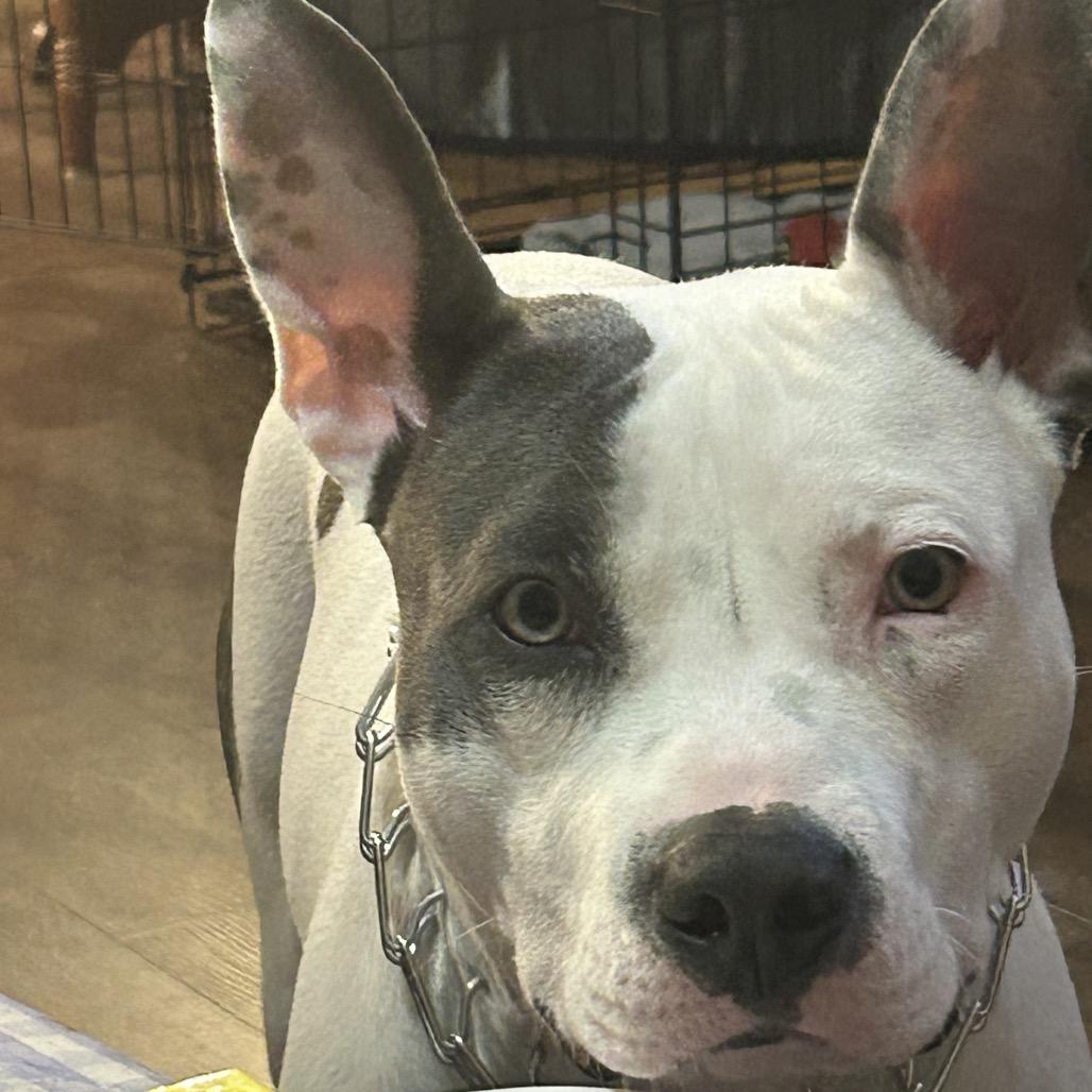 Enlarge Atzi, a Adoptable Pit Bull Terrier in Dallas, TX image 3/6