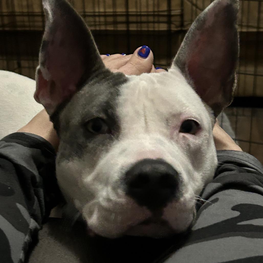 Enlarge Atzi, a Adoptable Pit Bull Terrier in Dallas, TX image 4/6