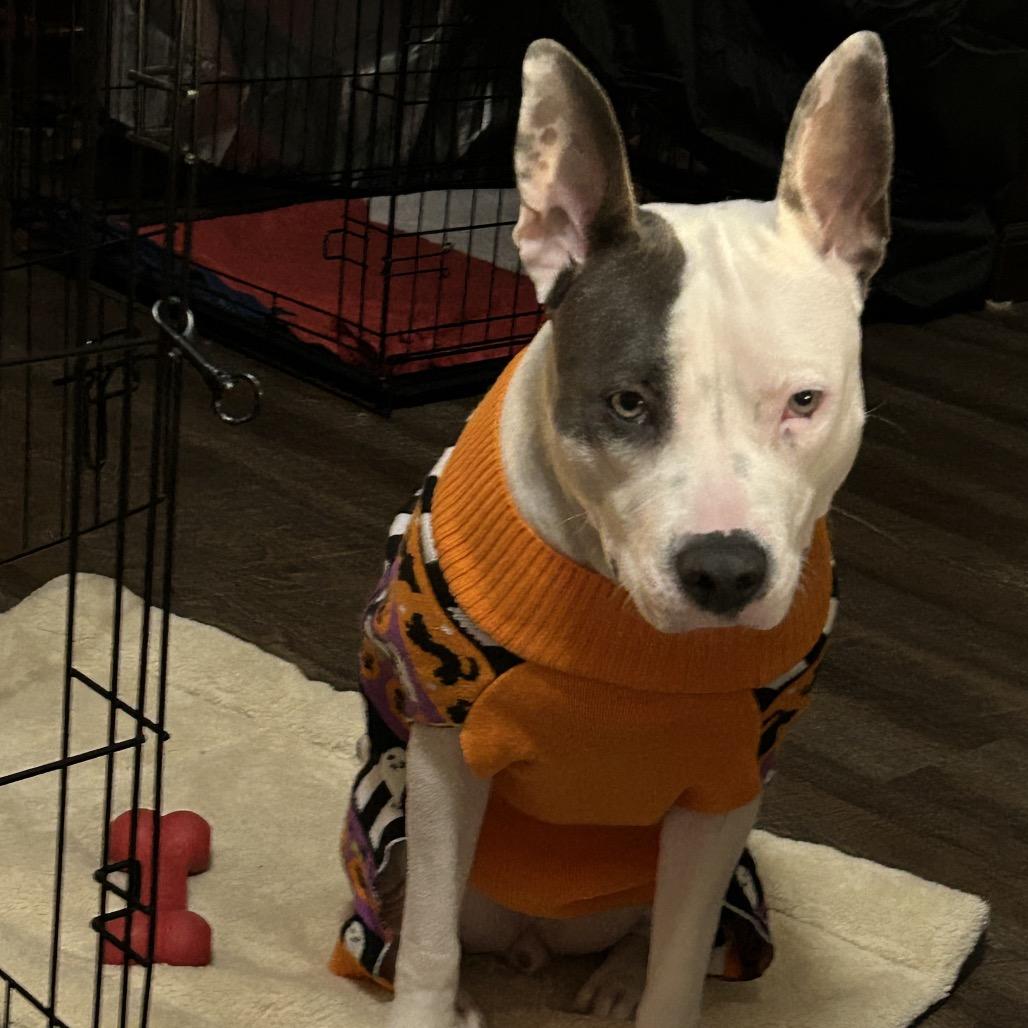 Enlarge Atzi, a Adoptable Pit Bull Terrier in Dallas, TX image 5/6