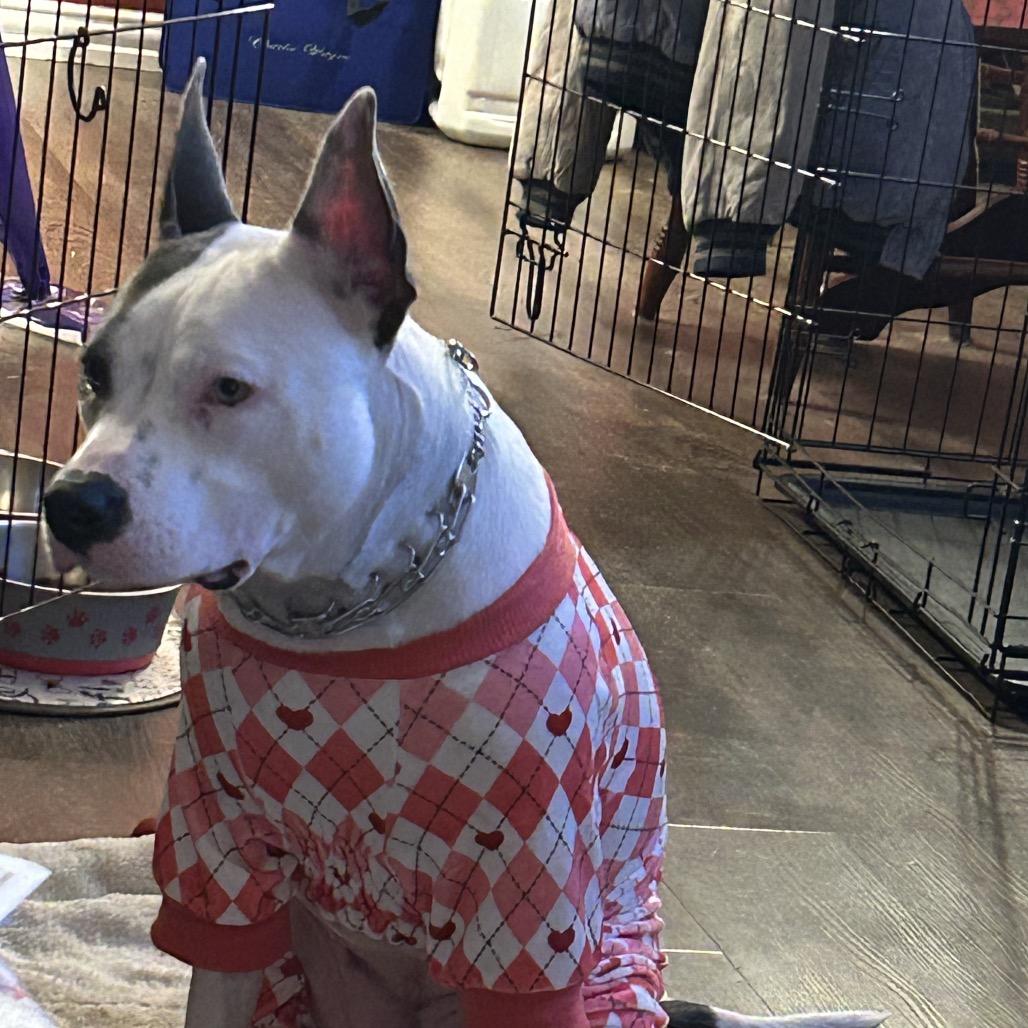 Enlarge Atzi, a Adoptable Pit Bull Terrier in Dallas, TX image 6/6