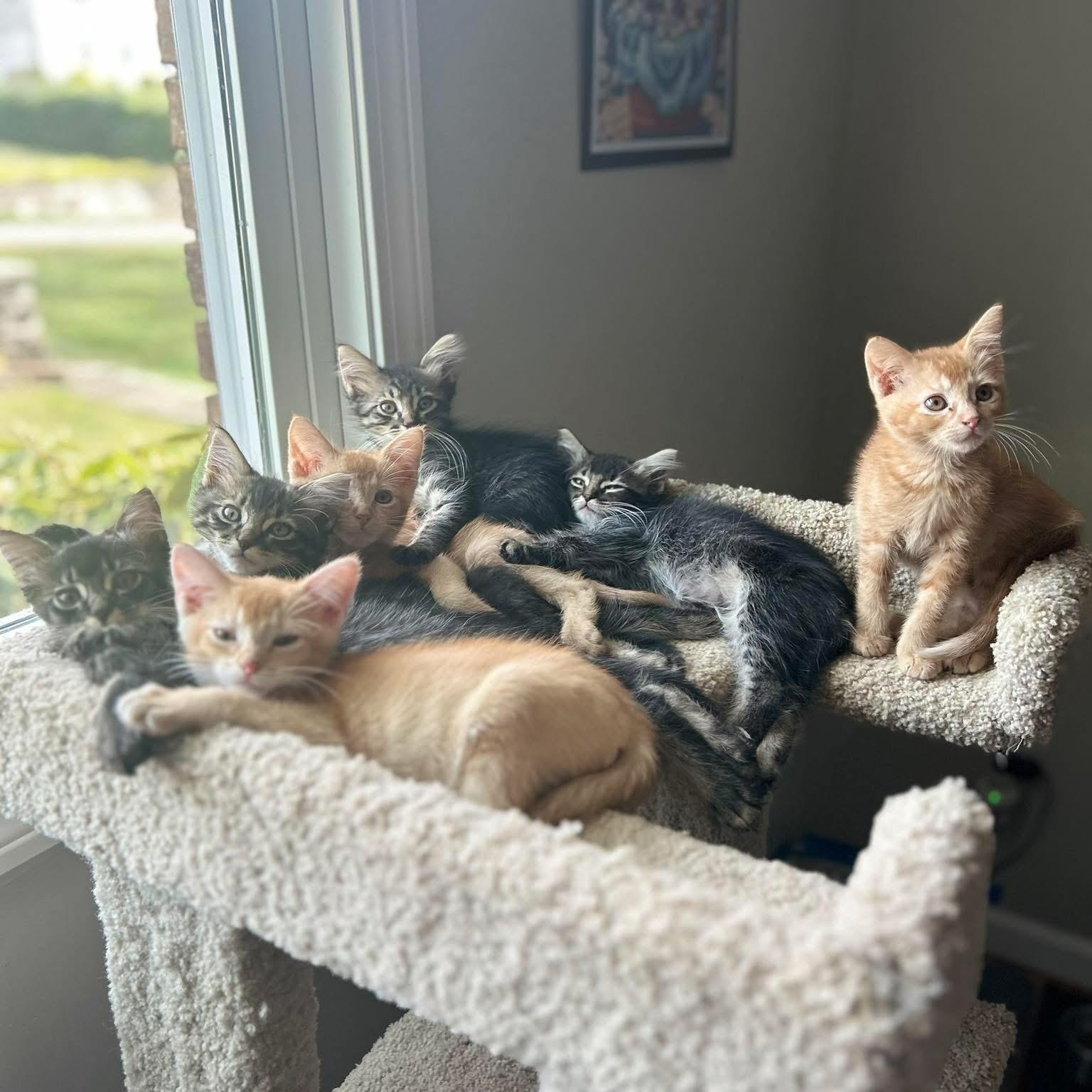 Pasta kitten crew, adopted, Kitten Male Domestic Medium Hair.