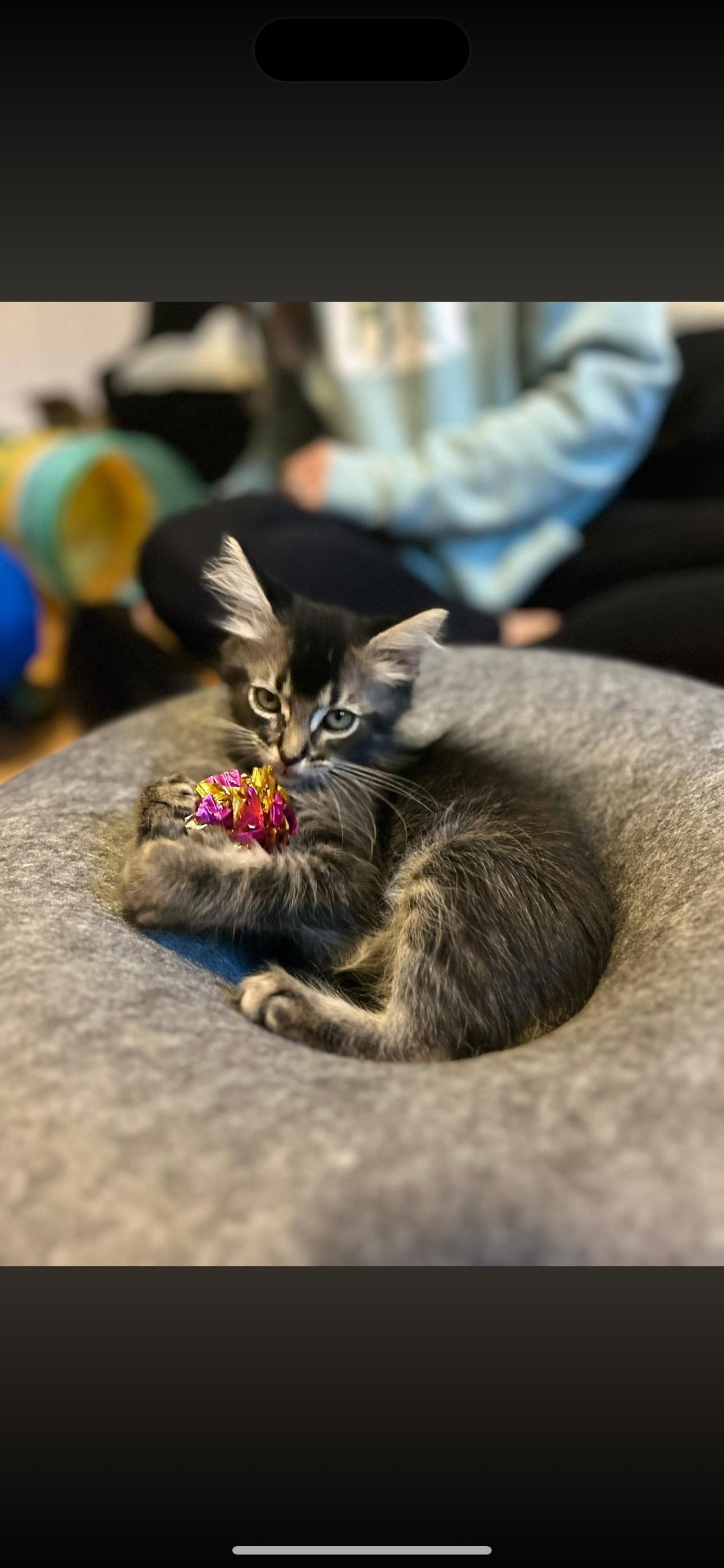 Enlarge Pasta kitten crew, an adopted Domestic Medium Hair in Thomaston, CT image 6/6