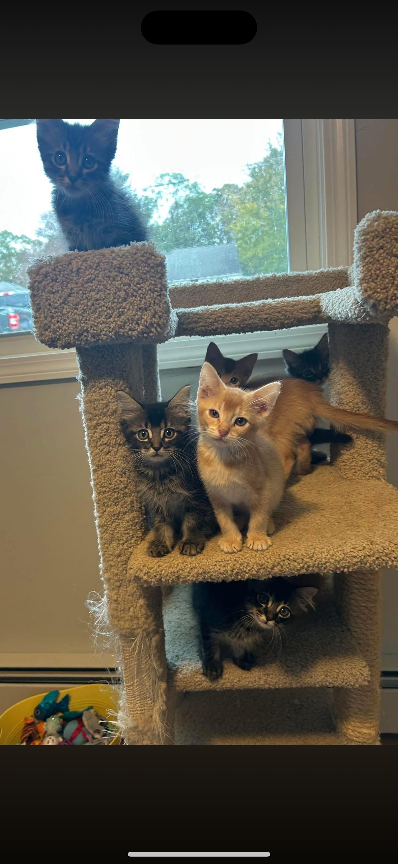 Enlarge Pasta kitten crew, an adopted Domestic Medium Hair in Thomaston, CT image 5/6