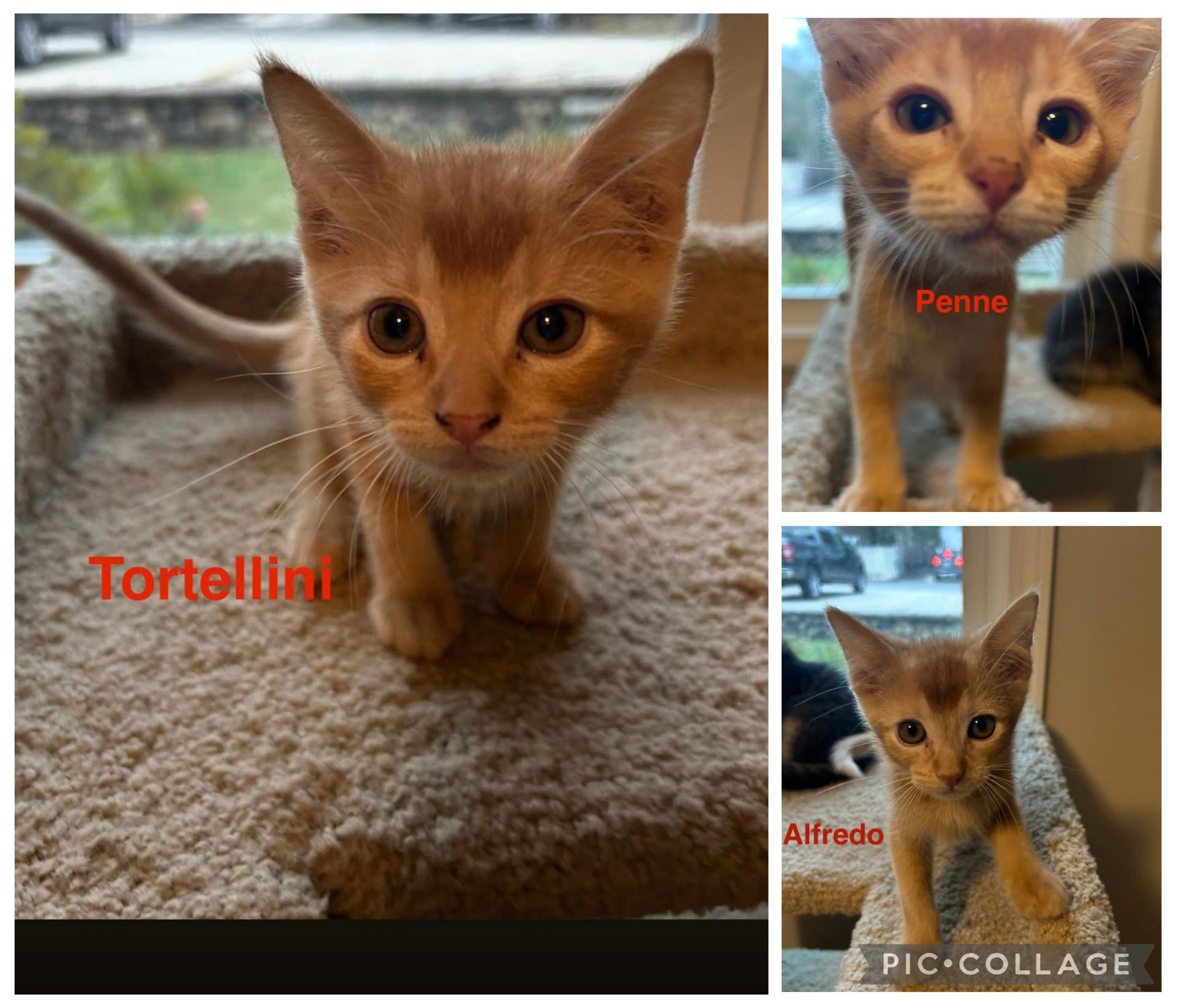 Enlarge Pasta kitten crew, an adopted Domestic Medium Hair in Thomaston, CT image 2/6