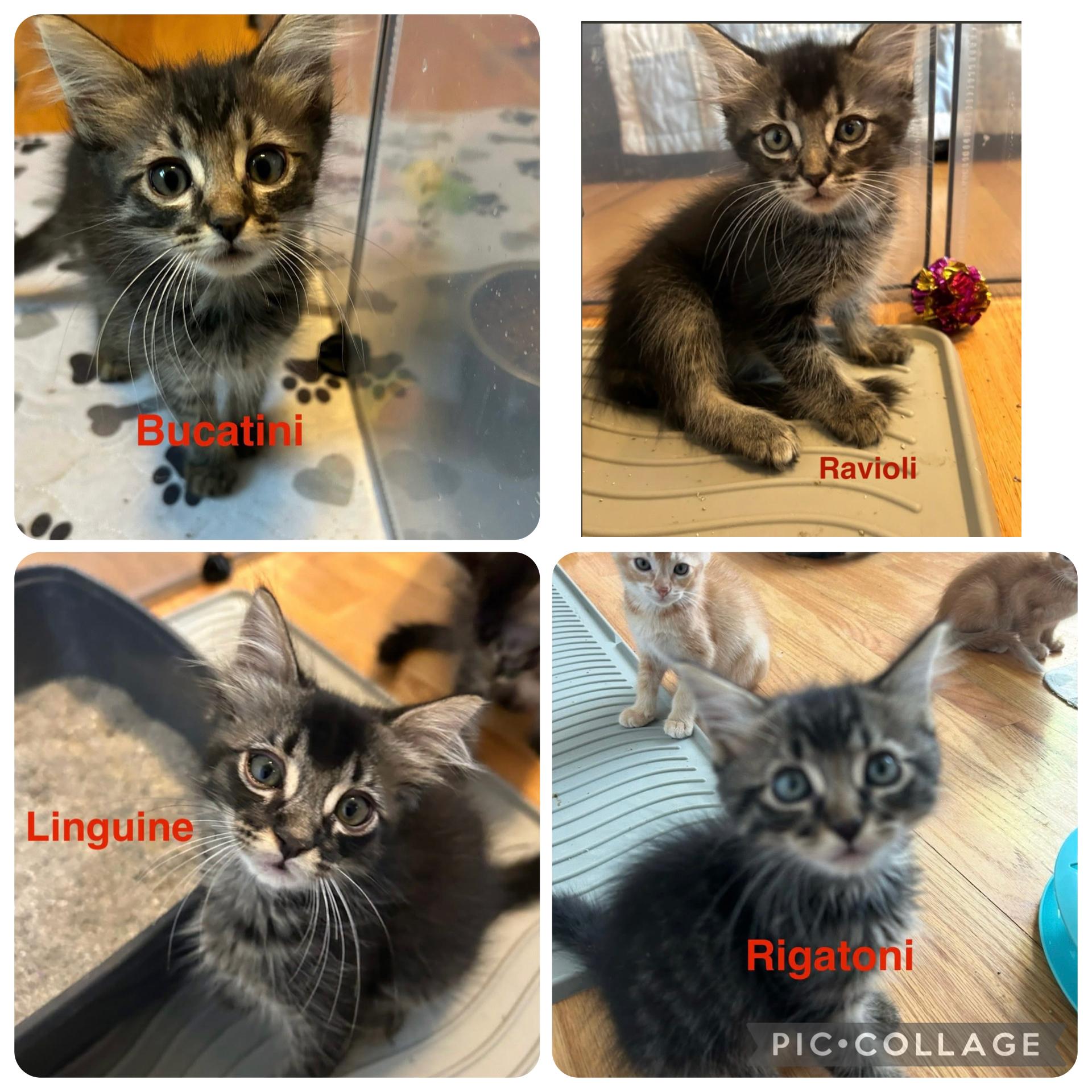 Enlarge Pasta kitten crew, an adopted Domestic Medium Hair in Thomaston, CT image 3/6