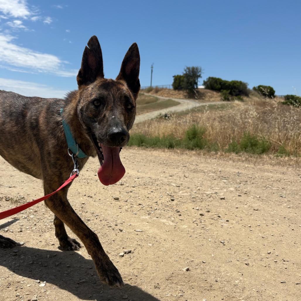 Betty, Adoptable, Adult Female German Shepherd Dog & Mixed Breed.