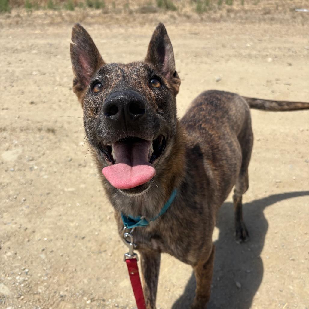 Betty, a Adoptable mixed breed in Ione, CA image 2/6