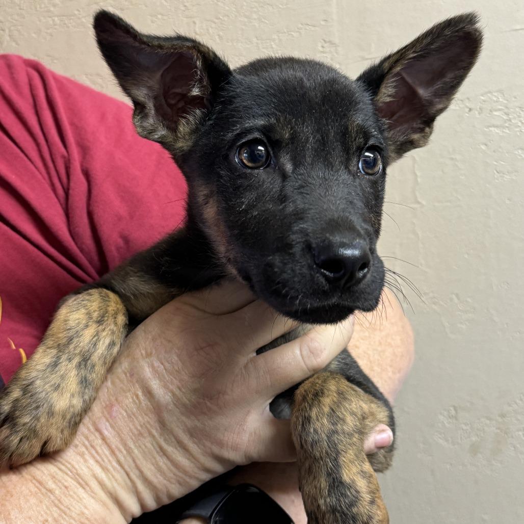 Enlarge Betty, a Adoptable mixed breed in Ione, CA image 1/3