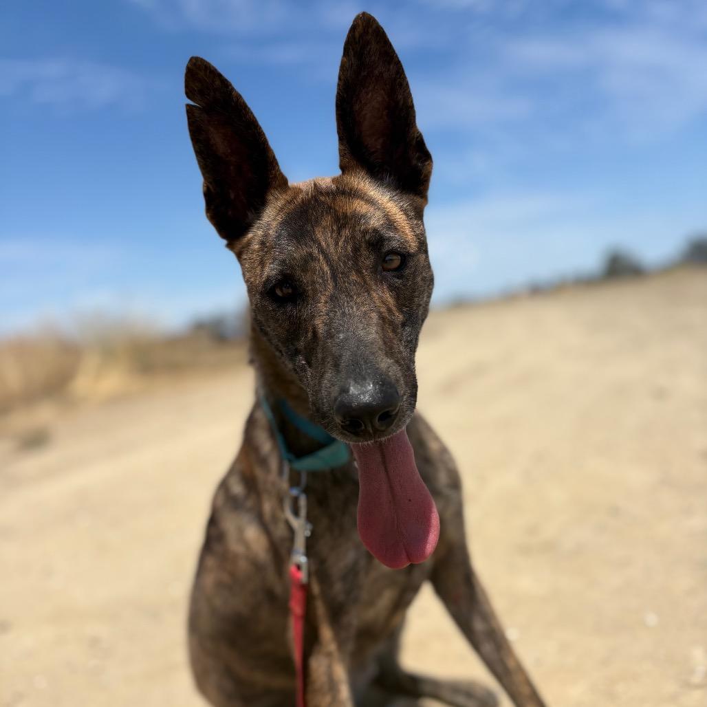 Betty, a Adoptable mixed breed in Ione, CA image 3/6