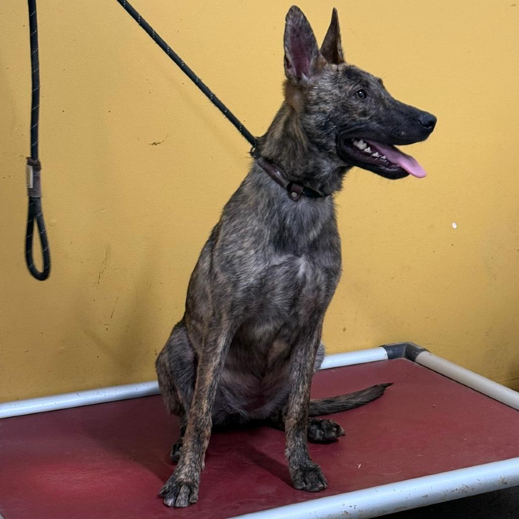 Enlarge Betty, a Adoptable mixed breed in Ione, CA image 2/3