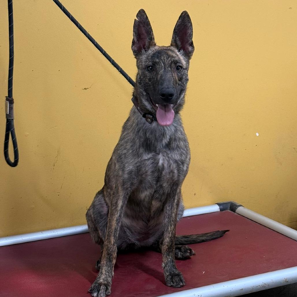 Betty, Adoptable, Young Female German Shepherd Dog & Mixed Breed.