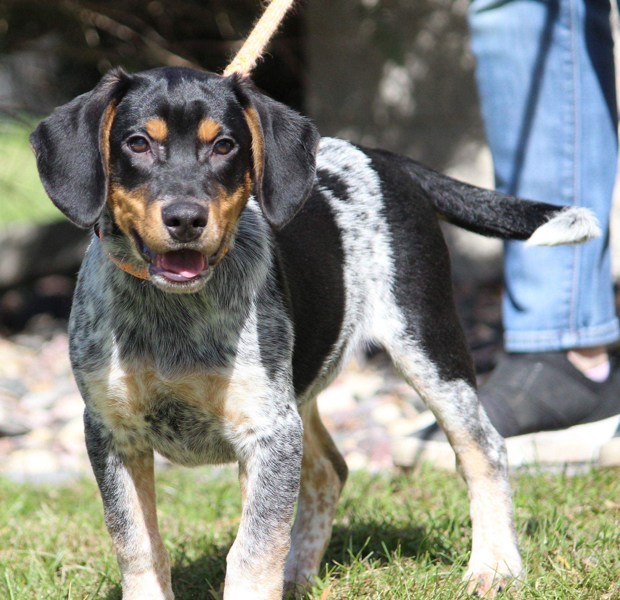 Enlarge Skip, a Adoptable mixed breed in Portage, WI image 2/5