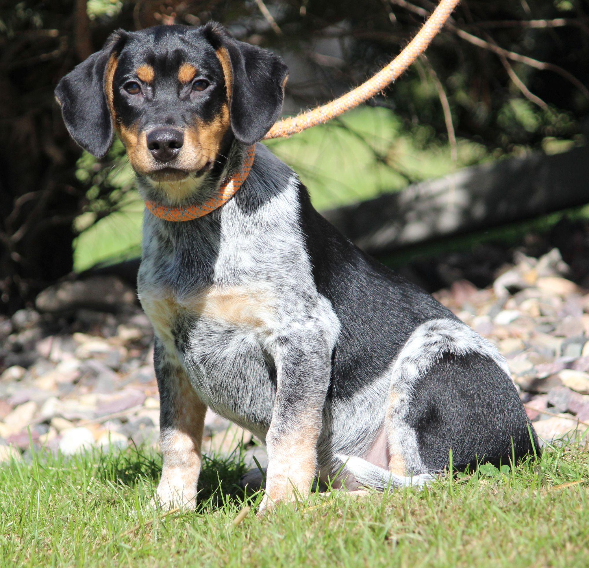 Enlarge Skip, a Adoptable mixed breed in Portage, WI image 5/5