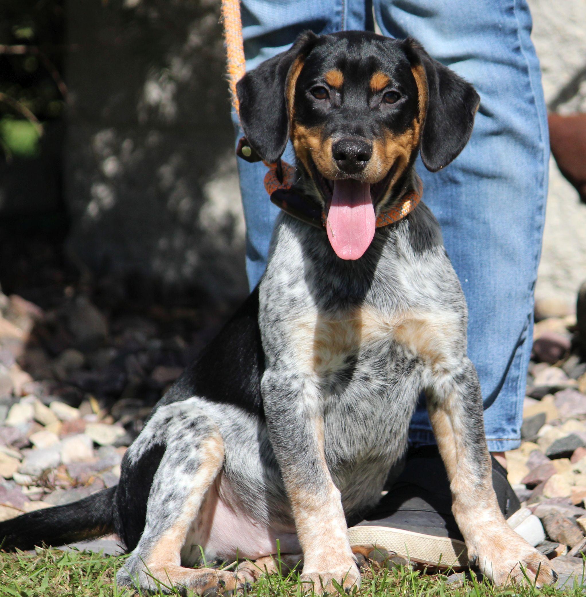 Skip, Adoptable, Puppy Male Beagle & Australian Cattle Dog / Blue Heeler.