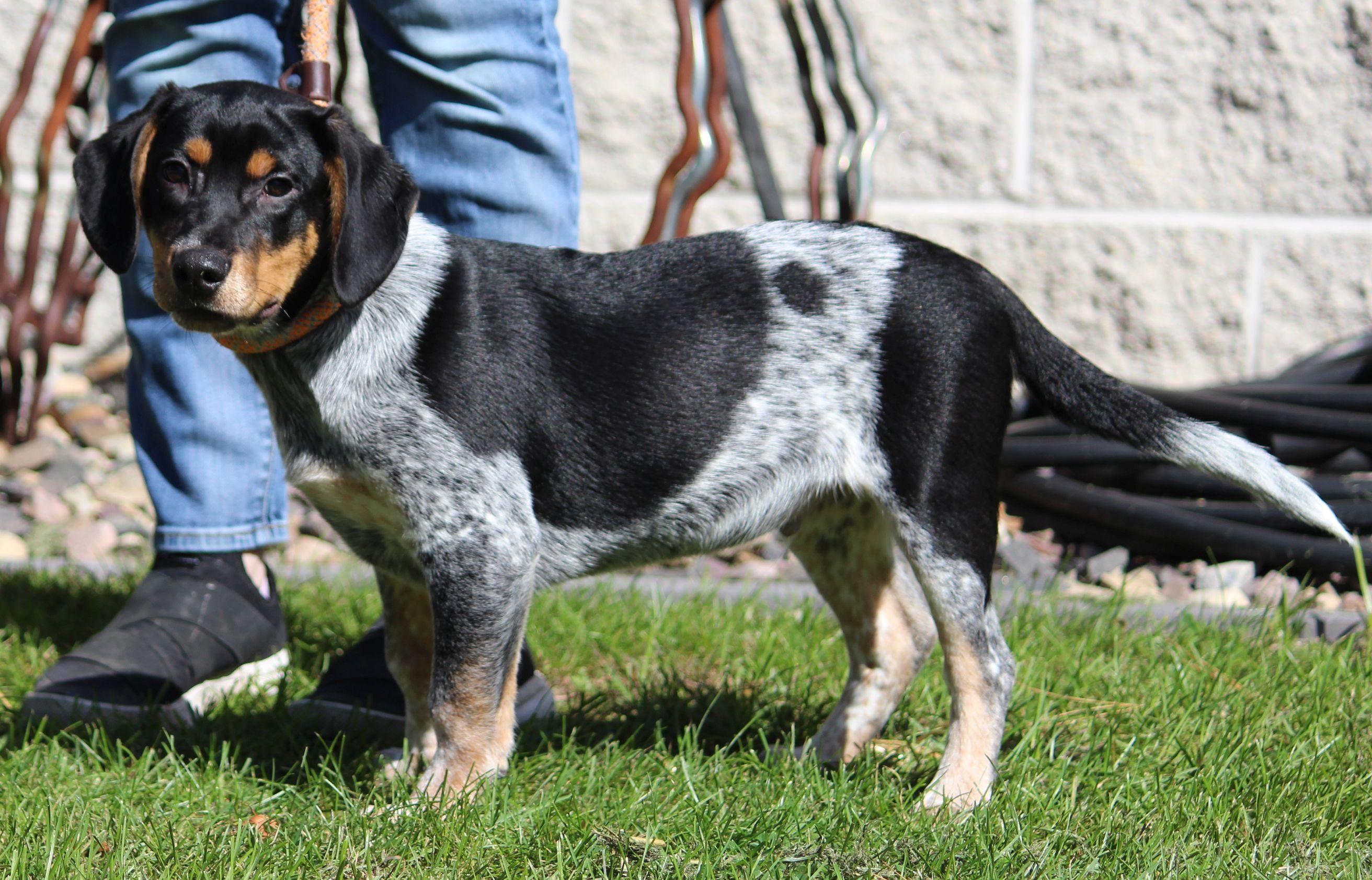 Enlarge Skip, a Adoptable mixed breed in Portage, WI image 4/5