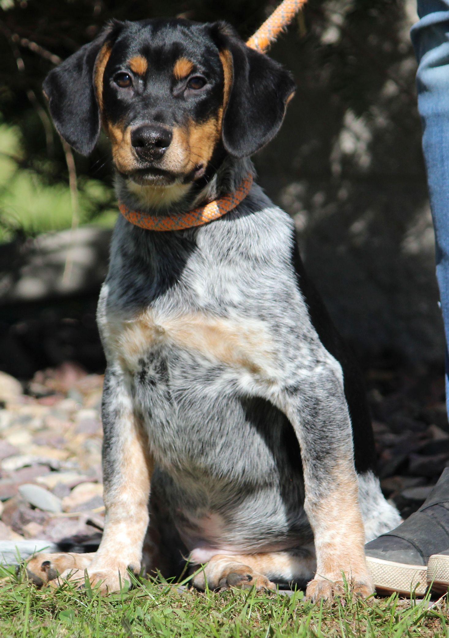 Enlarge Skip, a Adoptable mixed breed in Portage, WI image 3/5