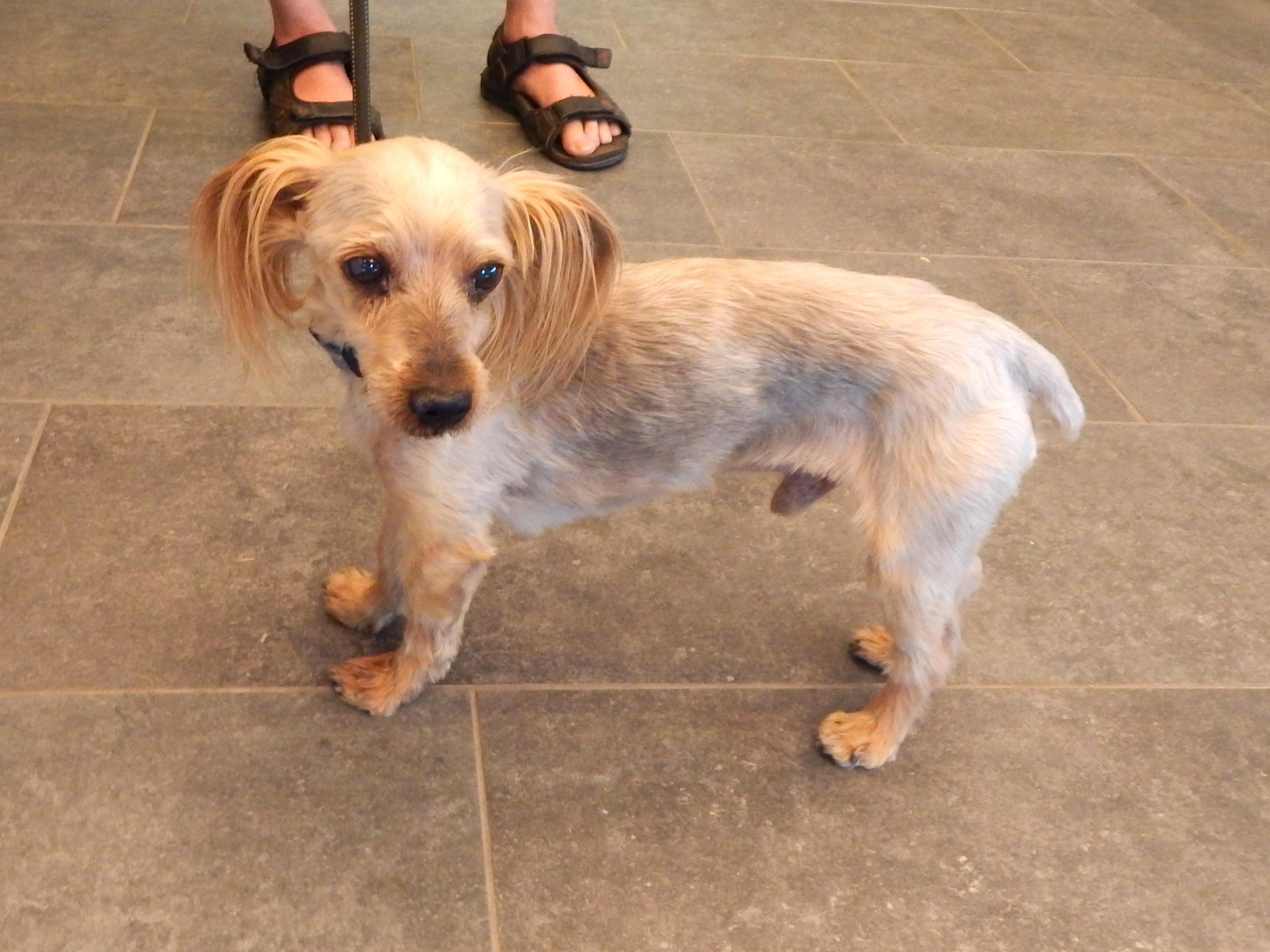Buckwheat, adopted, Senior Male Yorkshire Terrier.