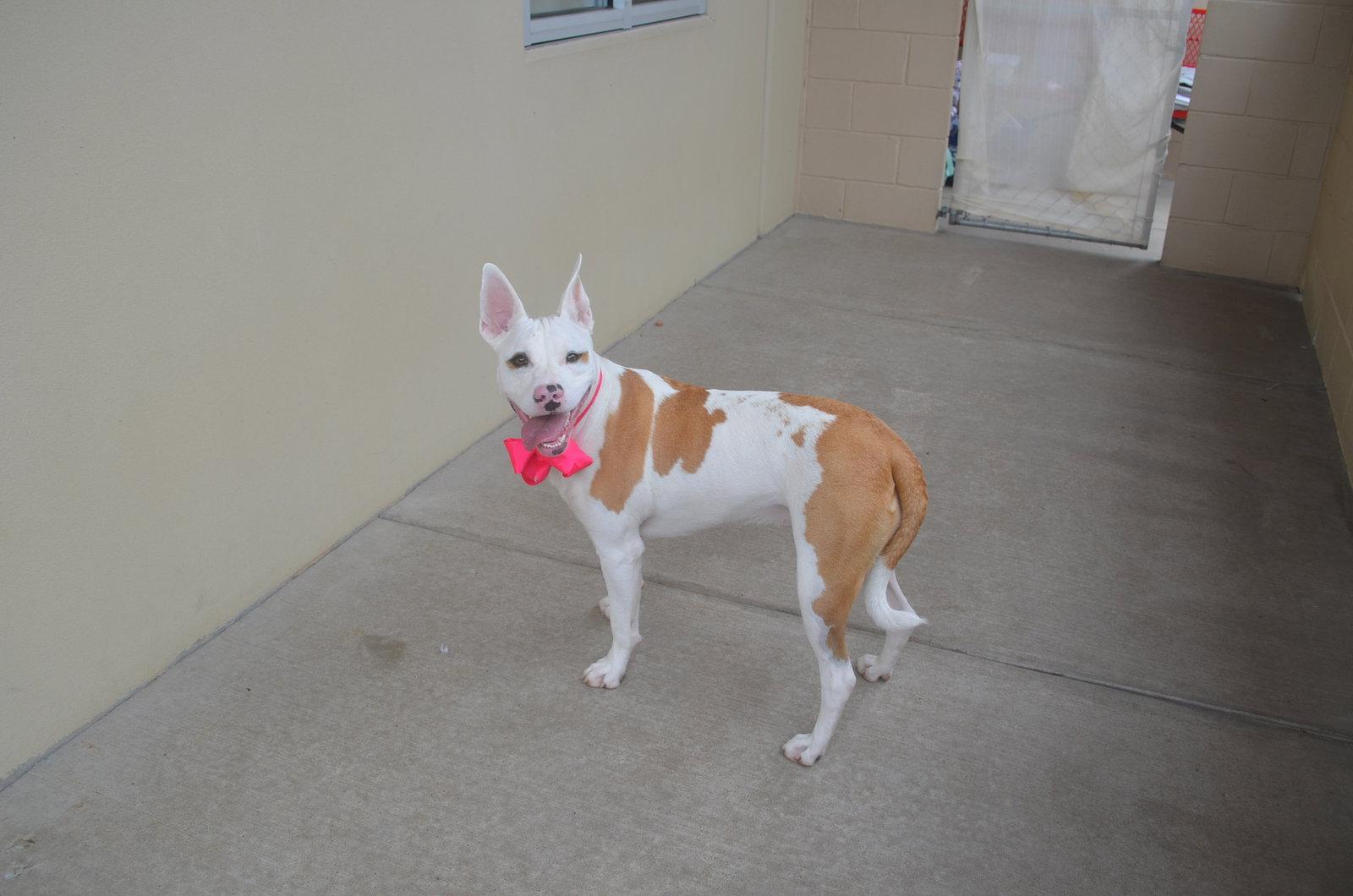 Sadie, Adoptable, Young Female Pit Bull Terrier.