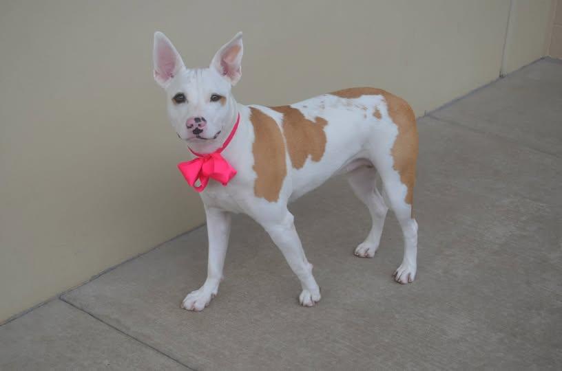 Enlarge Sadie, a Adoptable Pit Bull Terrier in McKinney, TX image 2/3