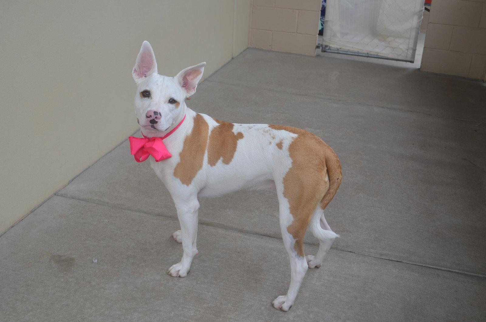 Enlarge Sadie, a Adoptable Pit Bull Terrier in McKinney, TX image 3/3