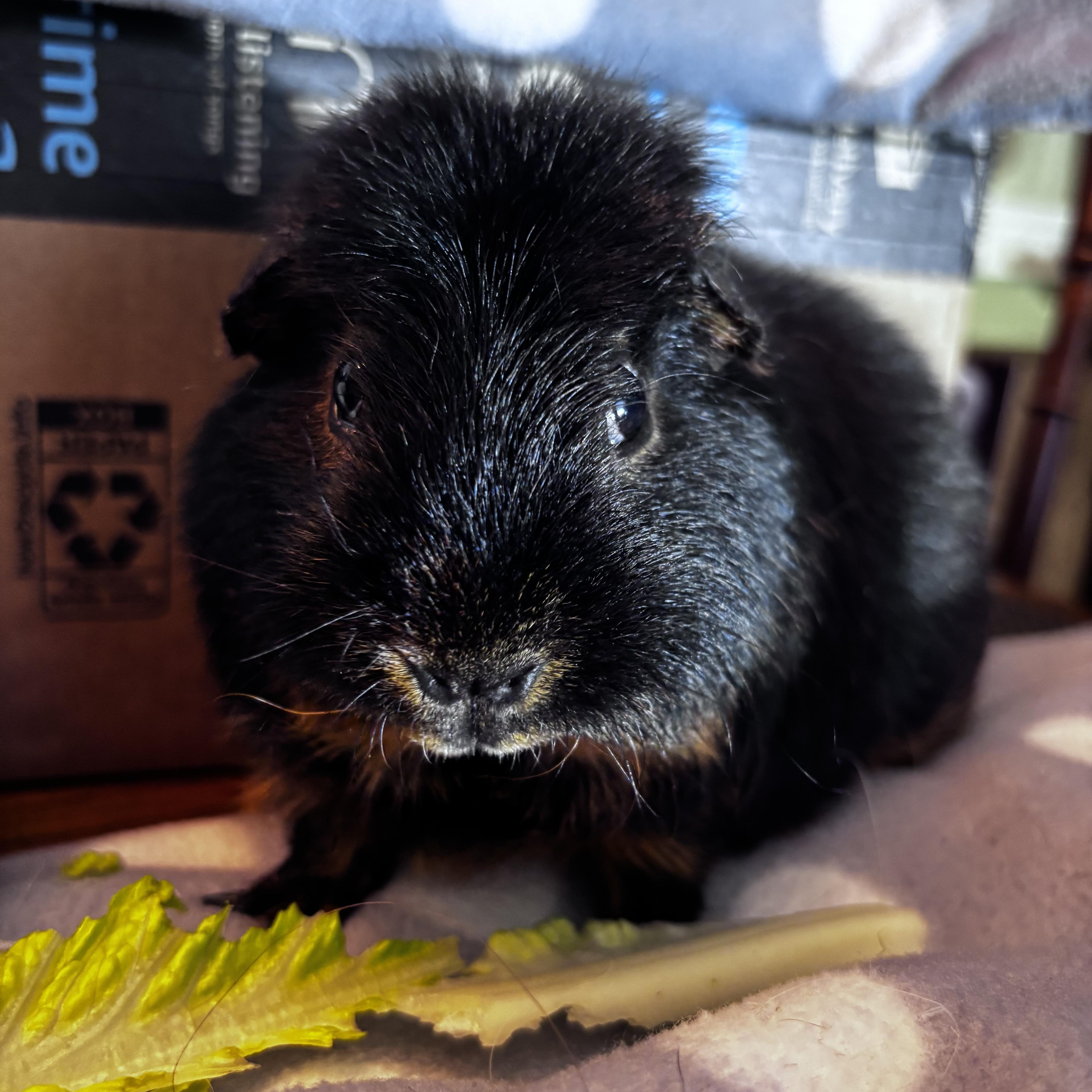 Atlas & Muffler, a ADOPTABLE Guinea Pig in Salisbury Mills, NY image 2/4