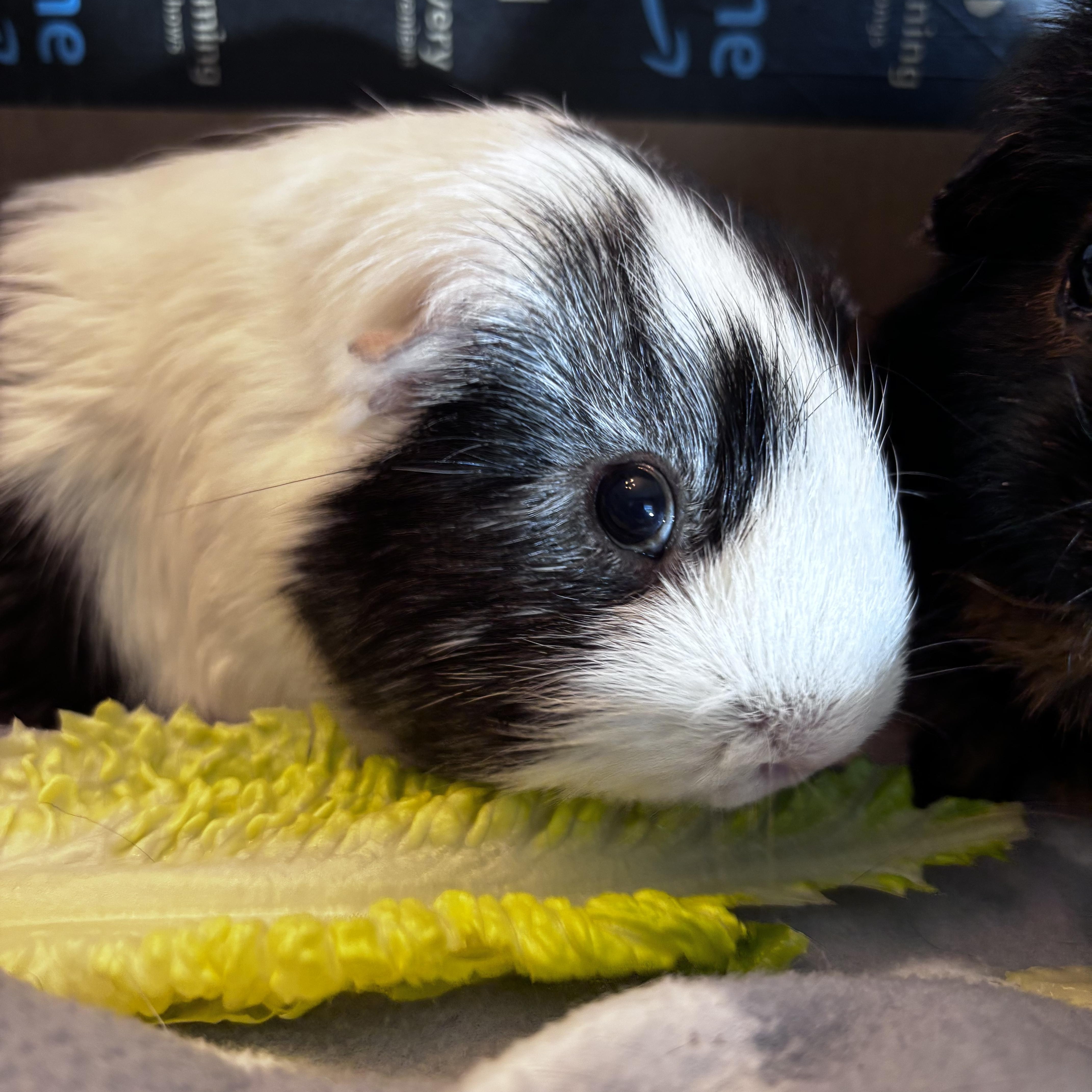 Atlas & Muffler, a ADOPTABLE Guinea Pig in Salisbury Mills, NY image 3/4
