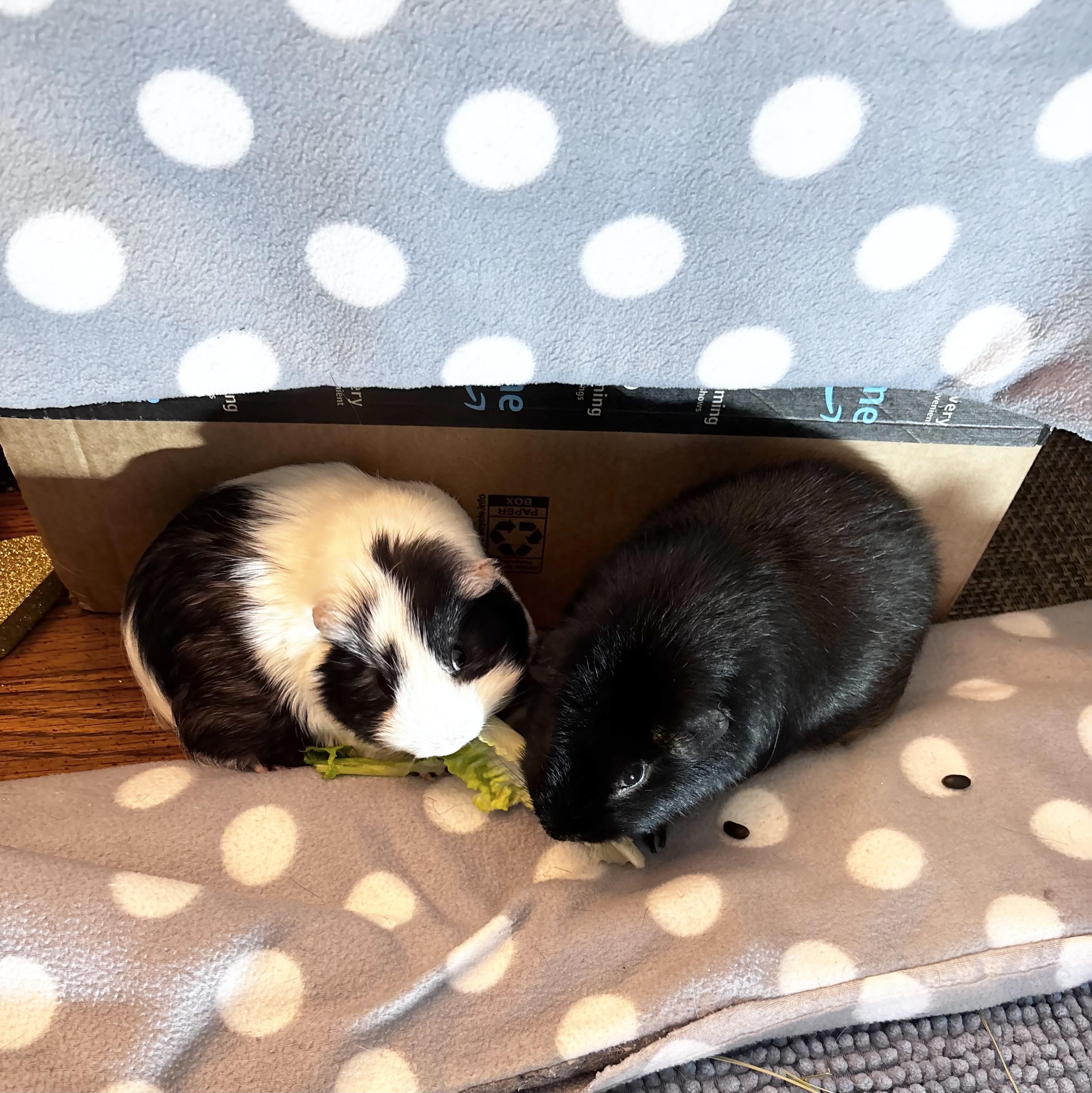 Atlas & Muffler, a ADOPTABLE Guinea Pig in Salisbury Mills, NY image 4/4