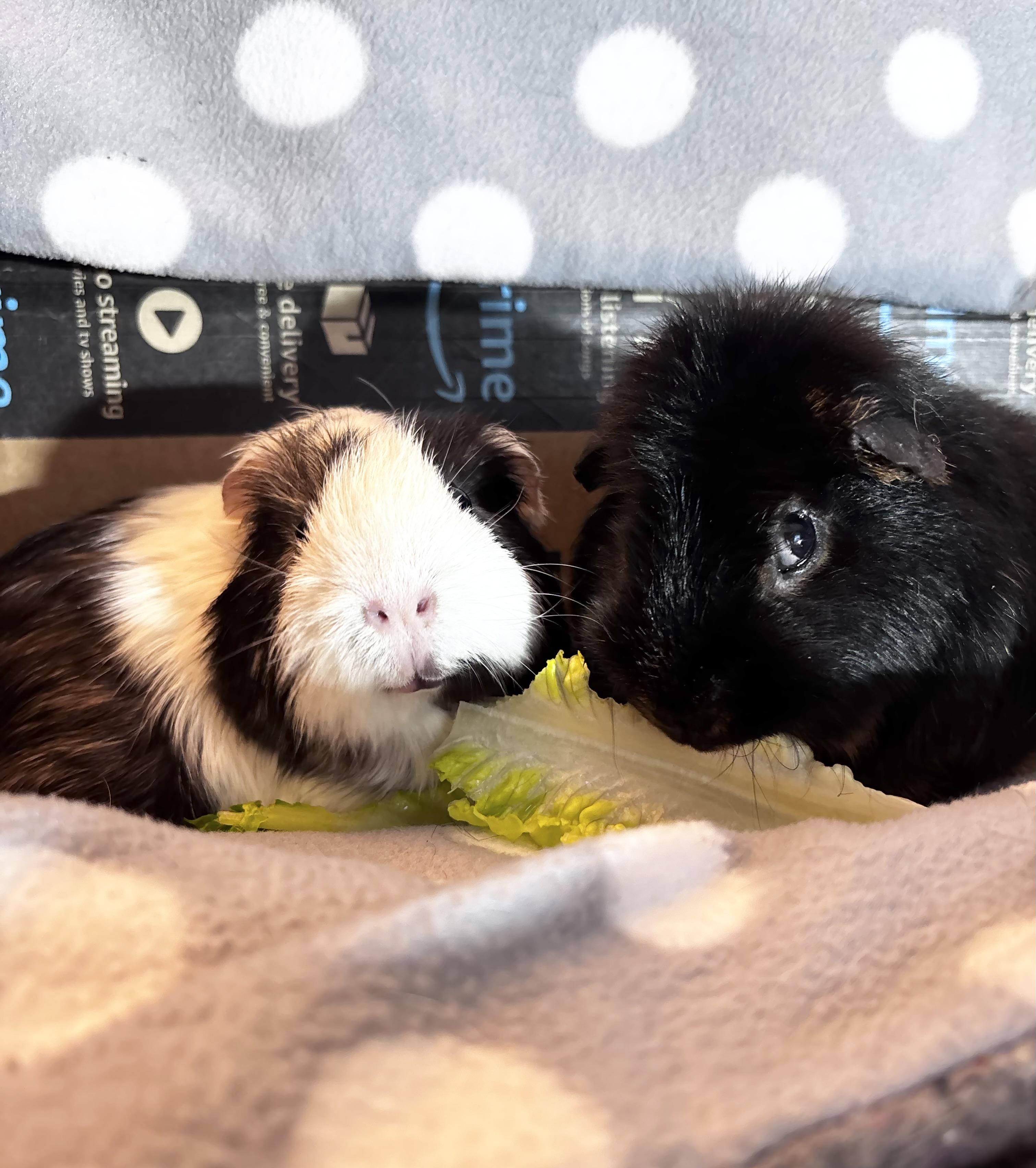 Atlas & Muffler, ADOPTABLE, Adult Male Guinea Pig.