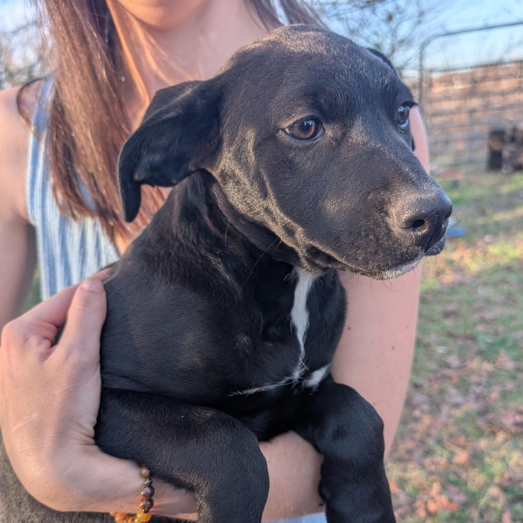 Enlarge Female Black, a Adoptable mixed breed in West Plains, MO image 1/1