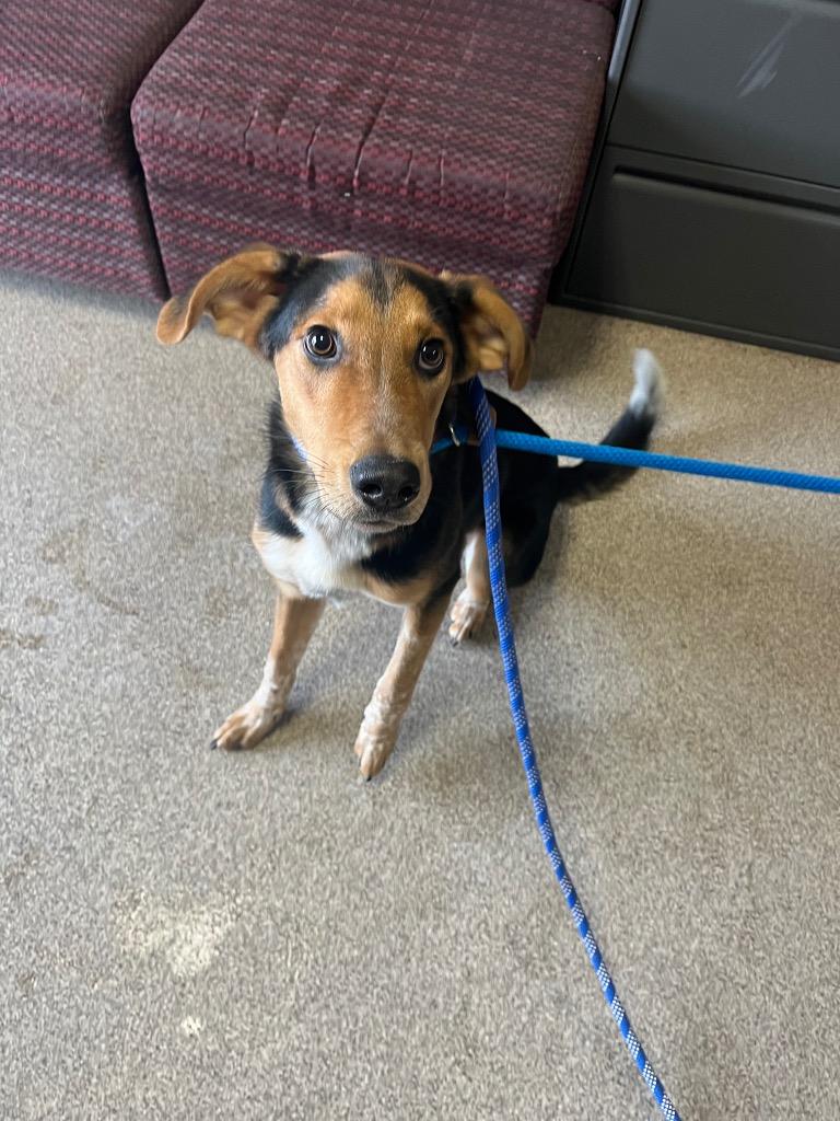 Spur, Adoptable, Young Male Collie & Australian Cattle Dog / Blue Heeler.