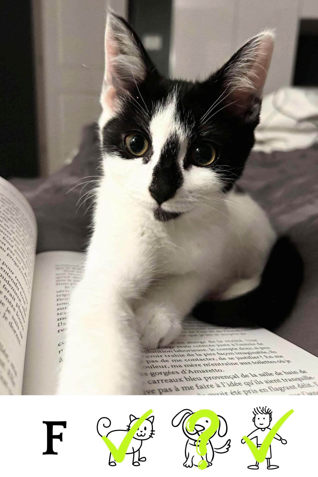 Enlarge Prada, a Adoptable Domestic Short Hair in Saint-Chrysostome, QC image 1/1