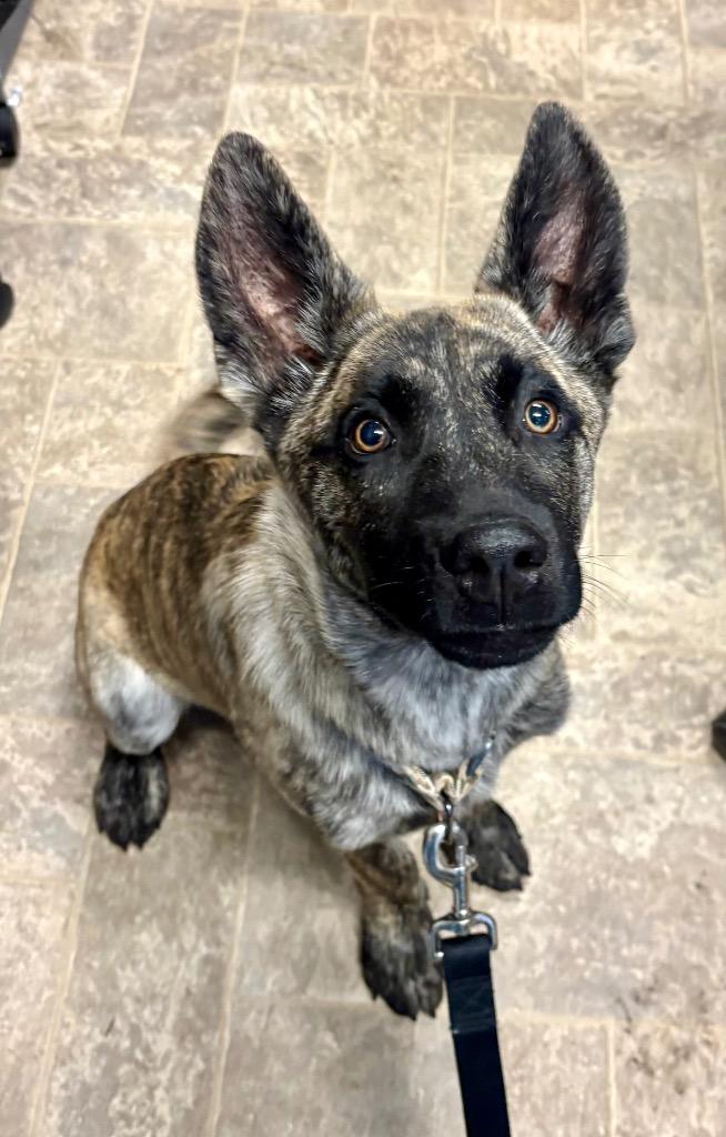 Tim Tam, Adoptable, Puppy Male Husky & Shepherd.