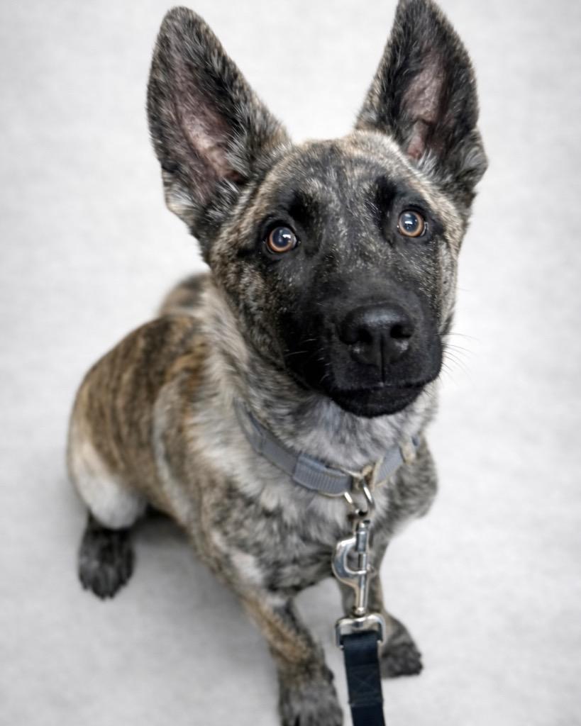 Enlarge Tim Tam, a Adoptable mixed breed in Reno, NV image 2/4