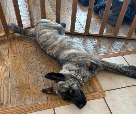 Enlarge Tim Tam, a Adoptable mixed breed in Reno, NV image 3/4