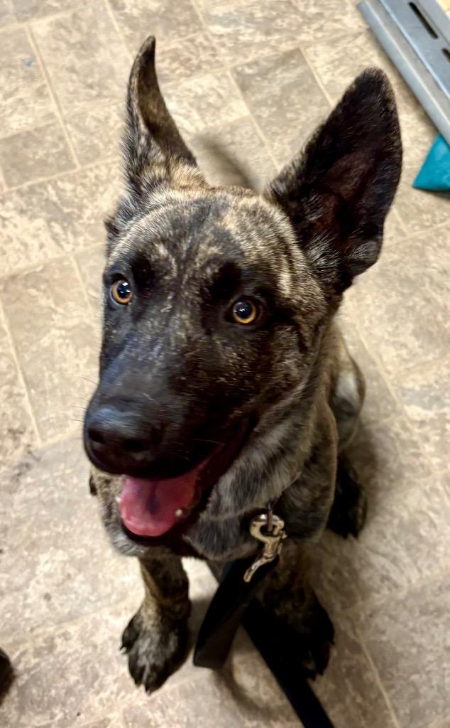 Enlarge Tim Tam, a Adoptable mixed breed in Reno, NV image 4/4