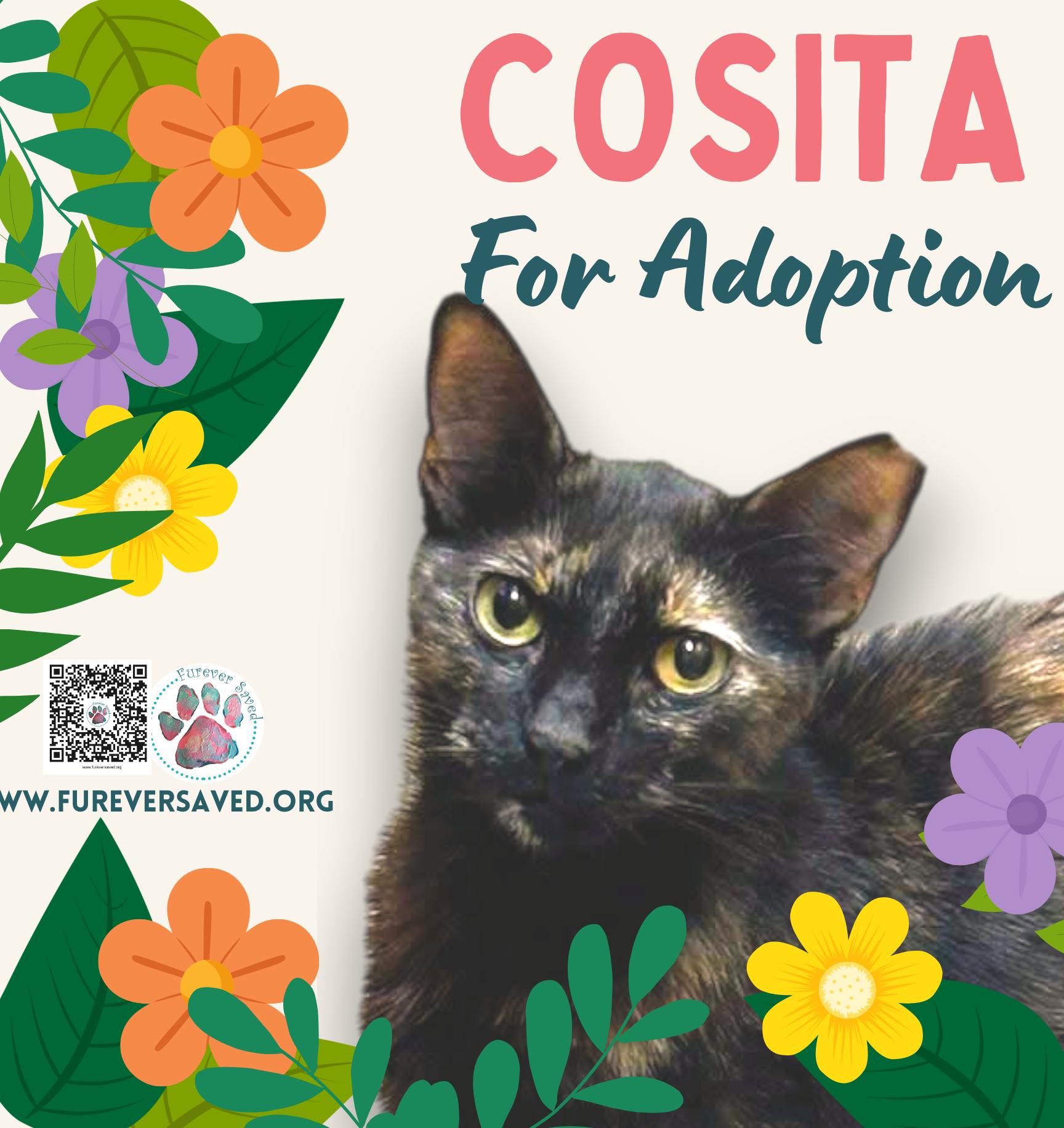 Enlarge Cosita, a ADOPTABLE Domestic Short Hair in Miami, FL image 1/2