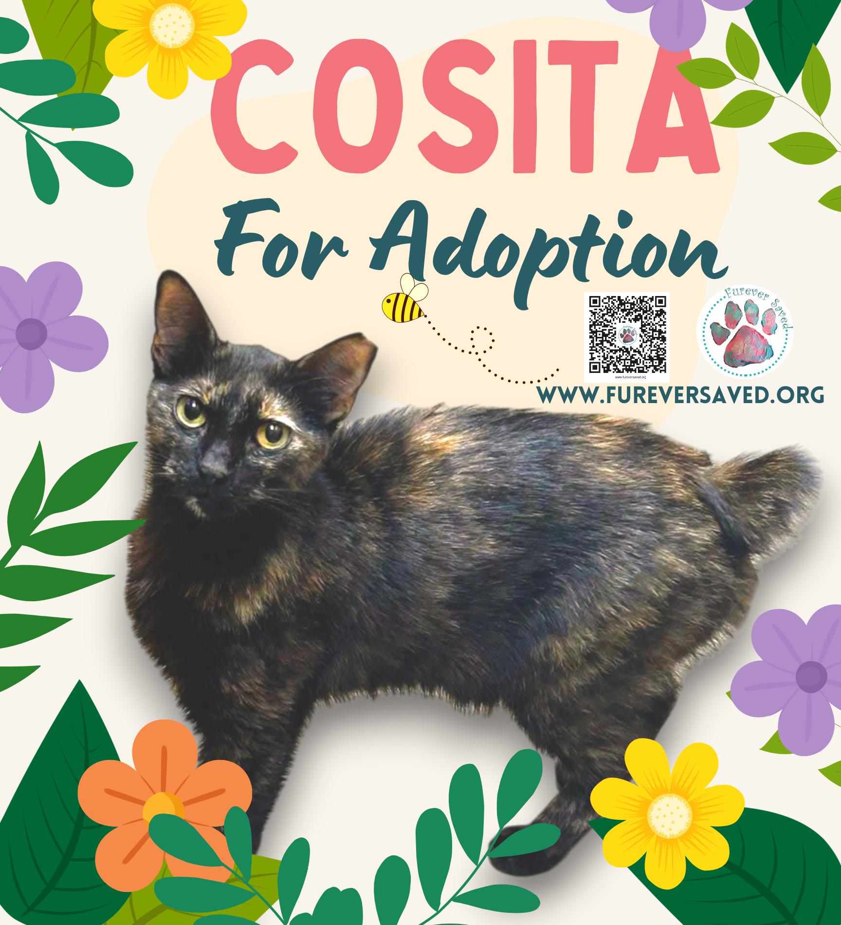 Enlarge Cosita, a ADOPTABLE Domestic Short Hair in Miami, FL image 2/2