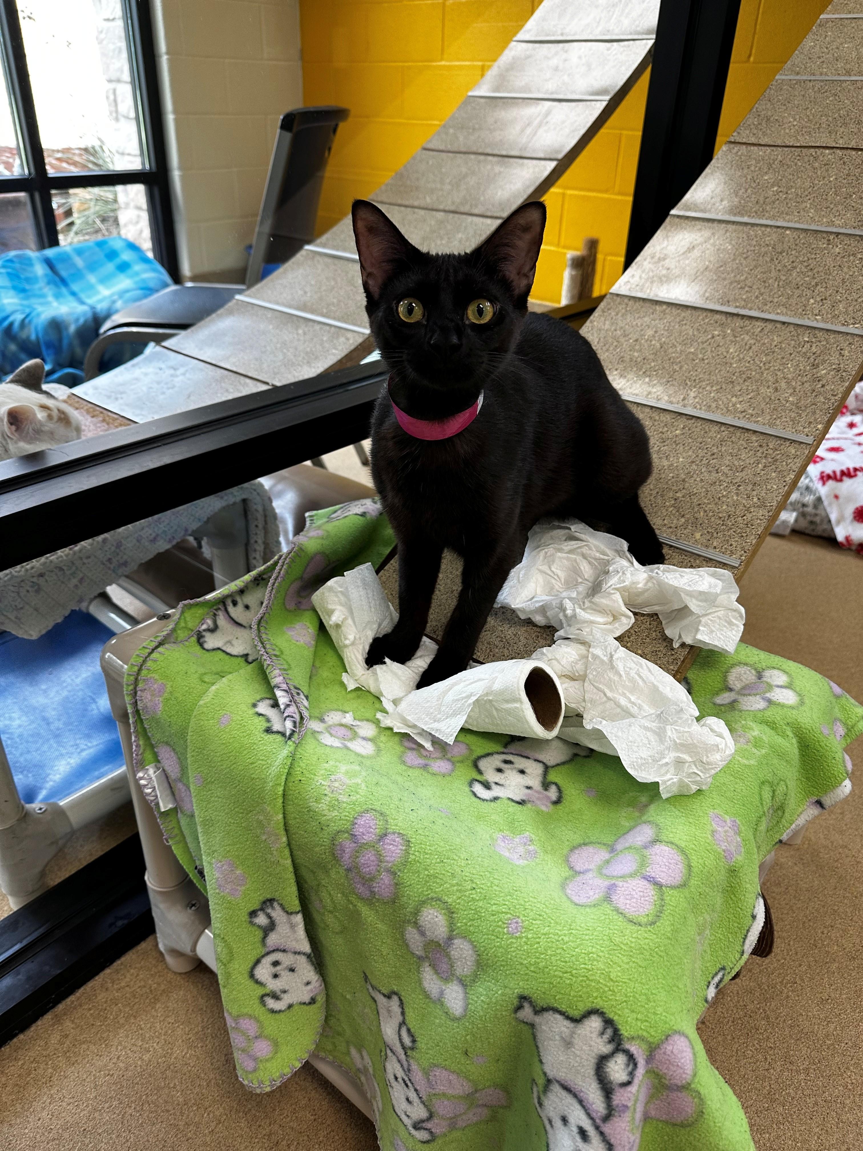 Jazzy, ADOPTABLE, Young Female Domestic Short Hair.