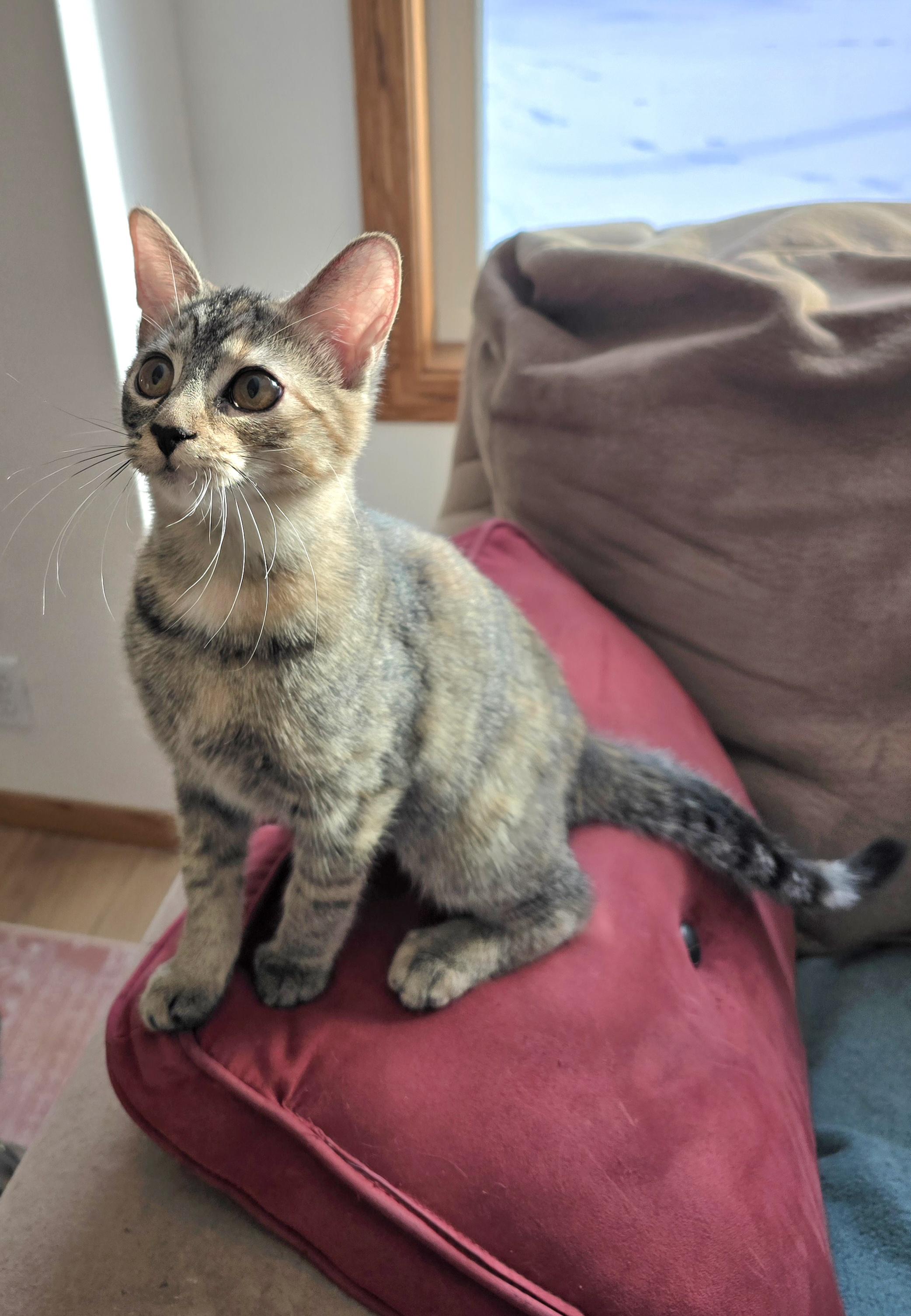 Enlarge Toffee, an adopted Domestic Short Hair in Fargo, ND image 3/4