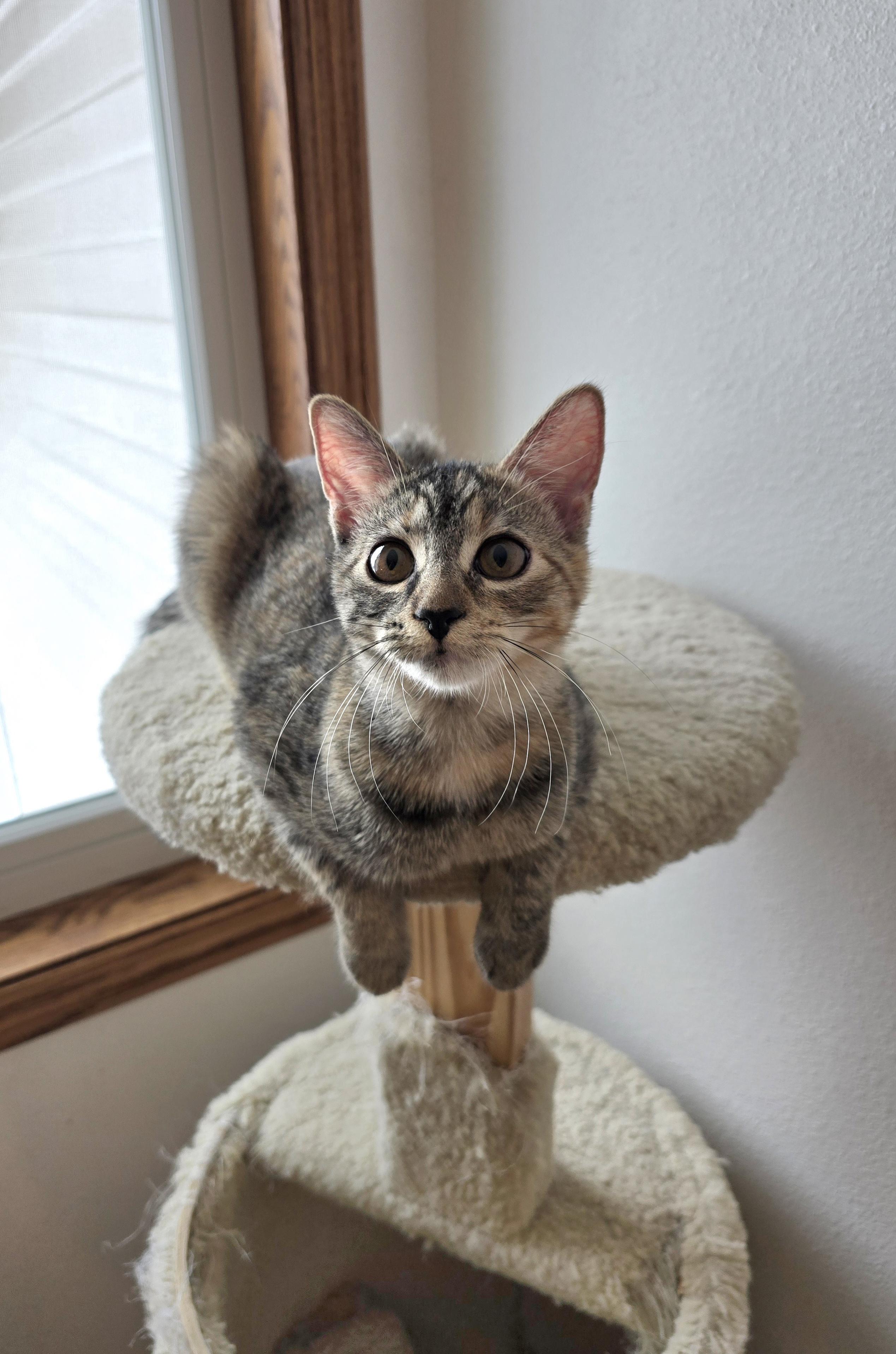 Enlarge Toffee, an adopted Domestic Short Hair in Fargo, ND image 2/4