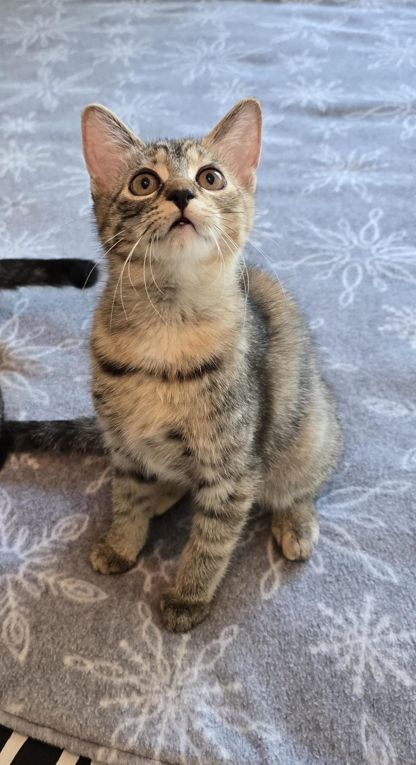 Enlarge Toffee, a Adoptable Domestic Short Hair in Fargo, ND image 2/4