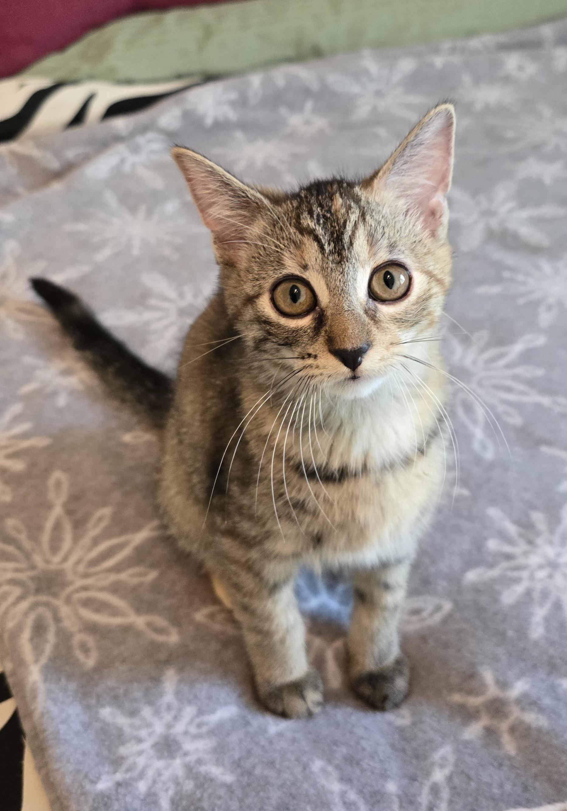 Enlarge Toffee, a Adoptable Domestic Short Hair in Fargo, ND image 3/4