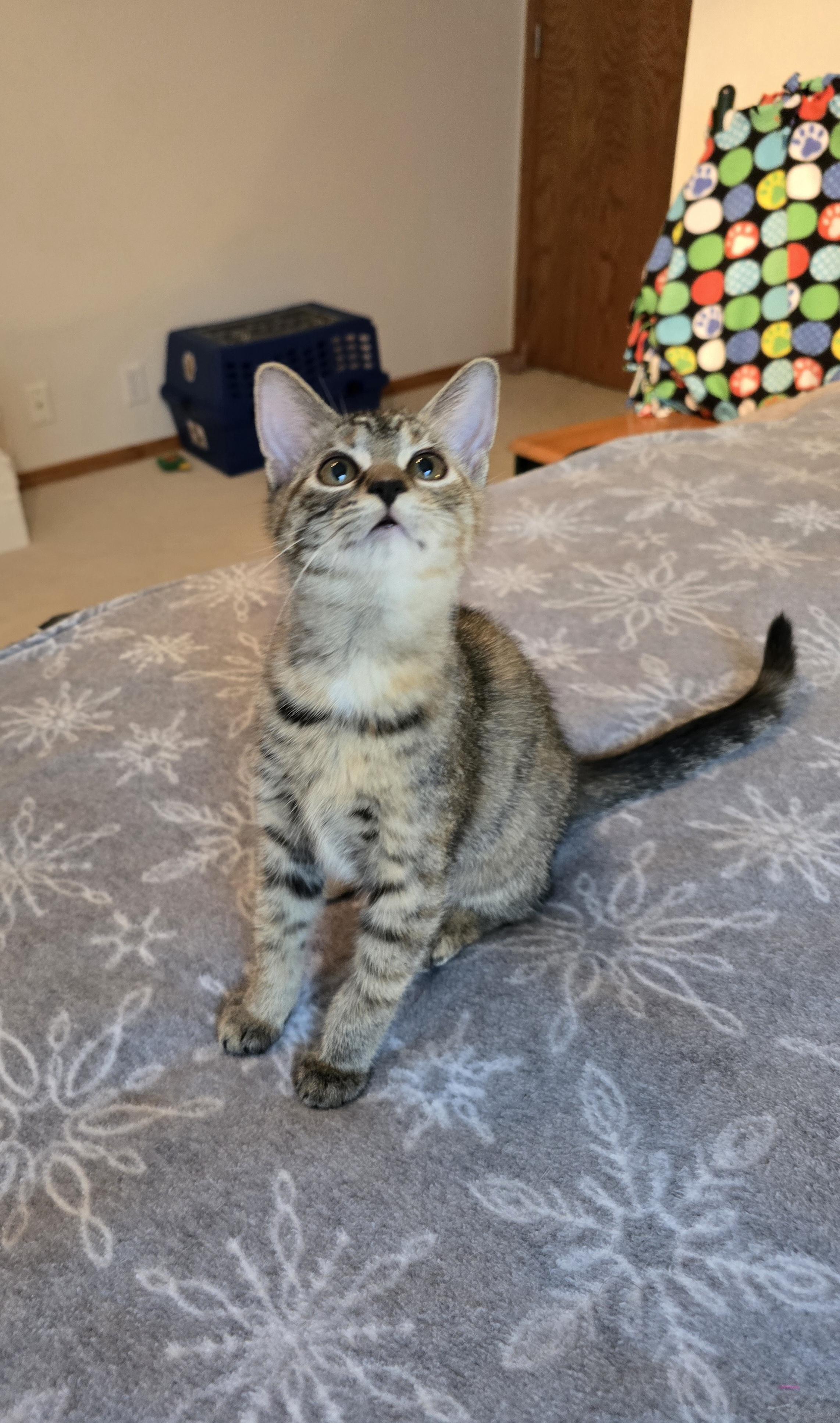 Enlarge Toffee, a Adoptable Domestic Short Hair in Fargo, ND image 1/4