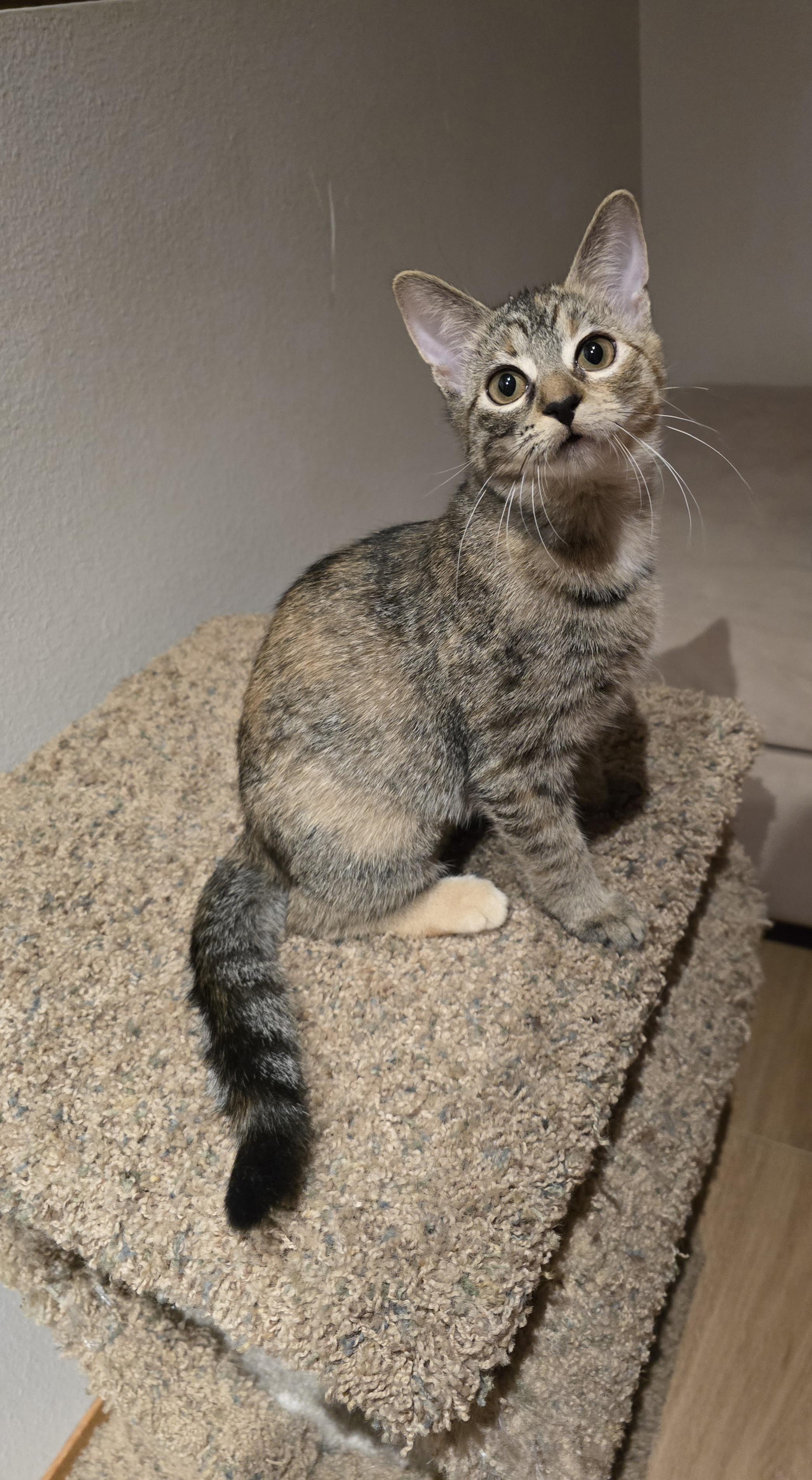 Enlarge Toffee, an adopted Domestic Short Hair in Fargo, ND image 4/4