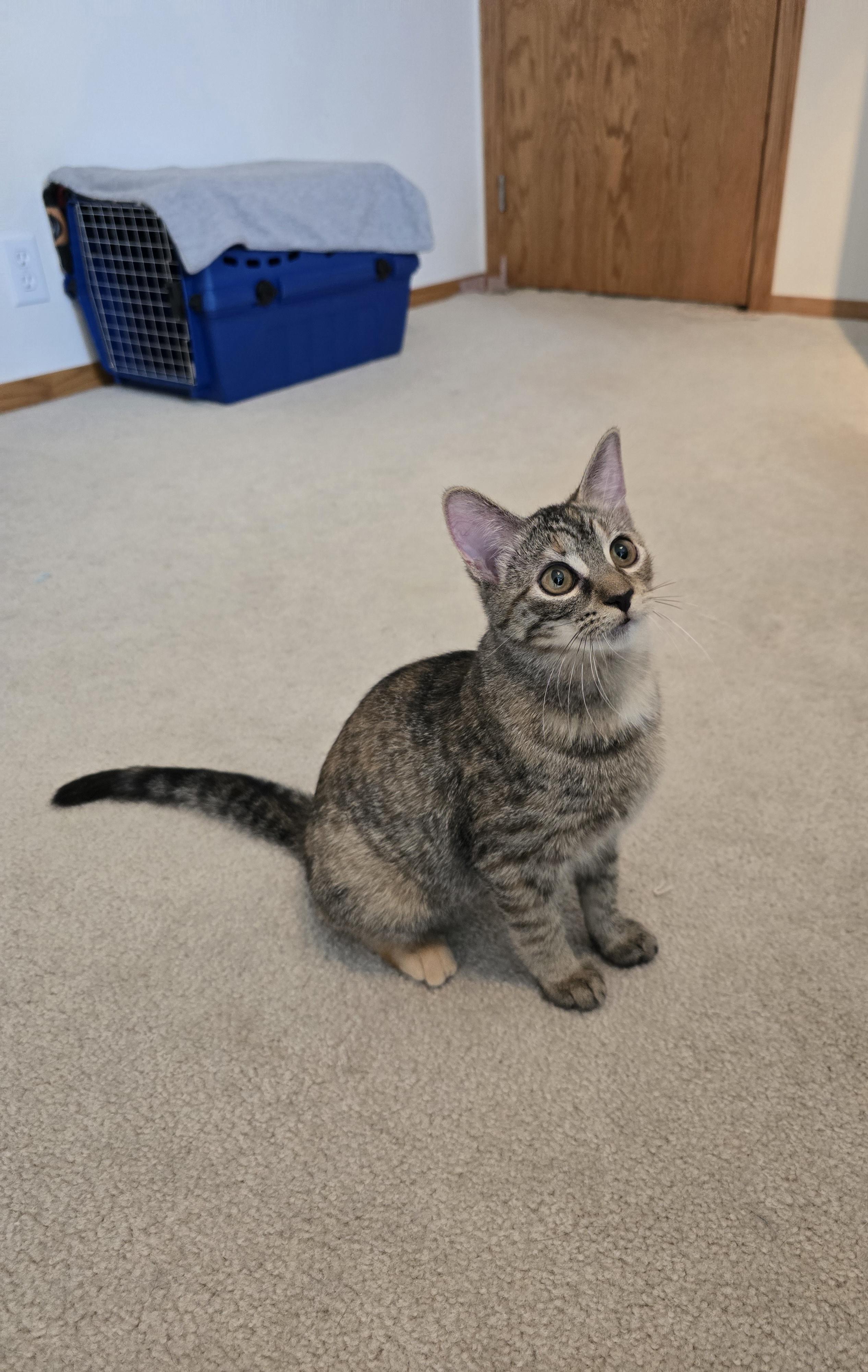 Enlarge Toffee, an adopted Domestic Short Hair in Fargo, ND image 1/4
