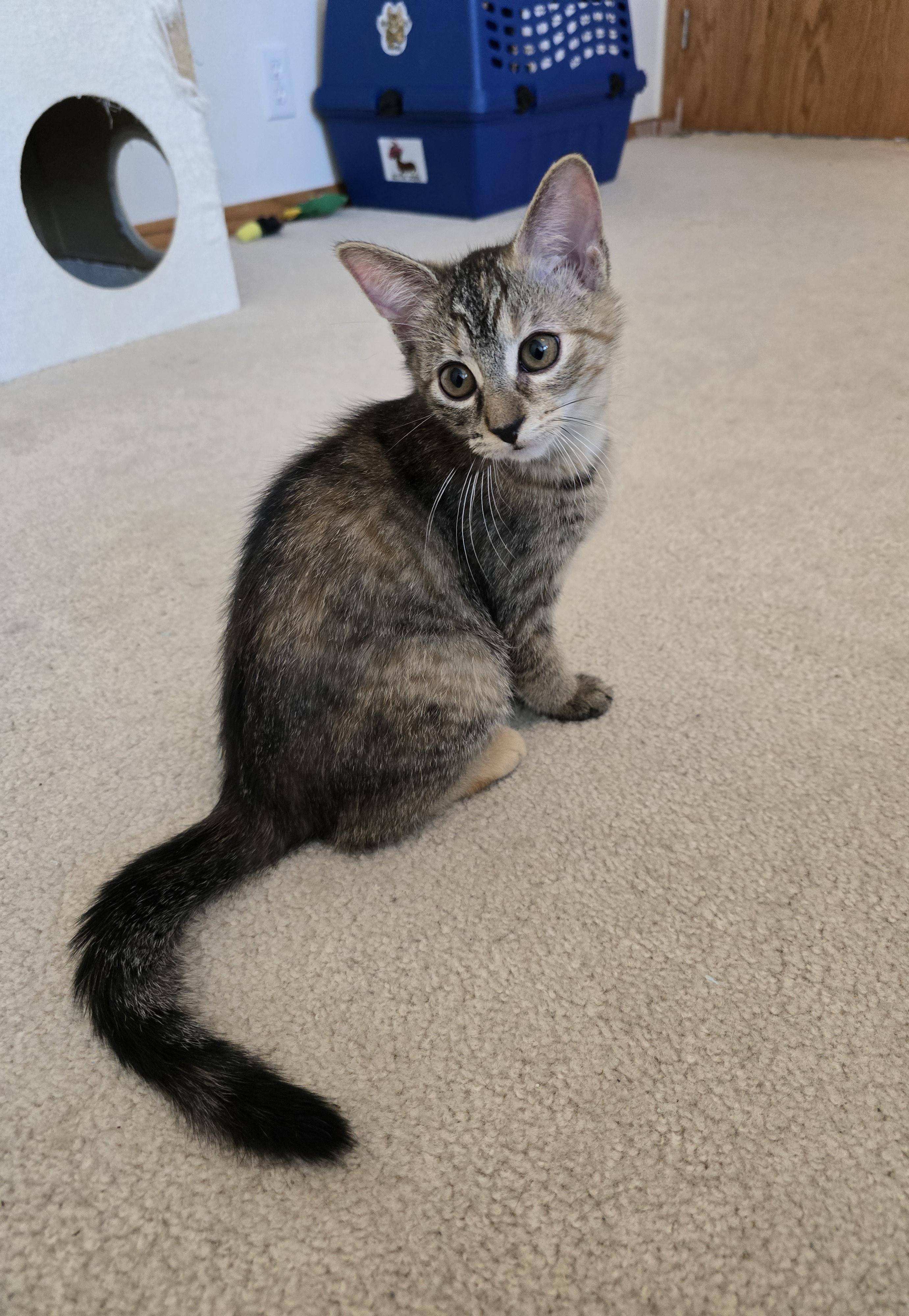 Enlarge Toffee, a Adoptable Domestic Short Hair in Fargo, ND image 4/4