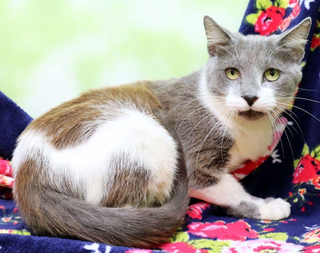 Winnie, Adoptable, Adult Female Domestic Short Hair.