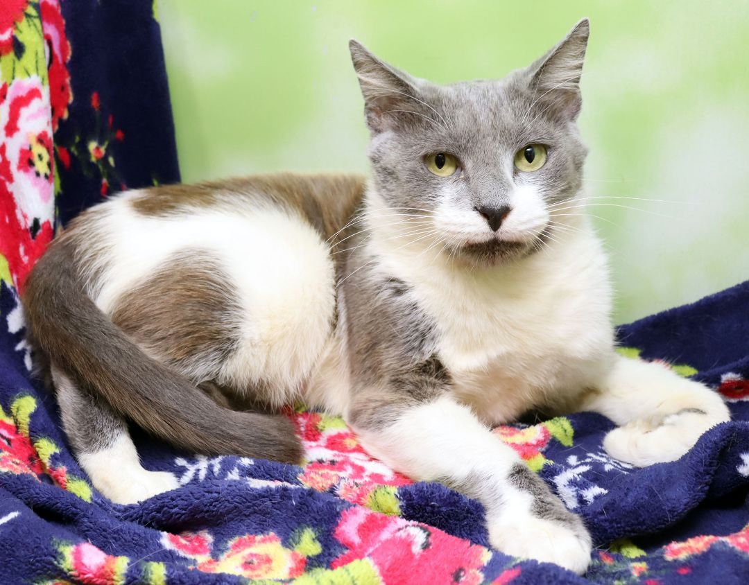 Winnie, a Adoptable Domestic Short Hair in Tierra Verde, FL image 2/6