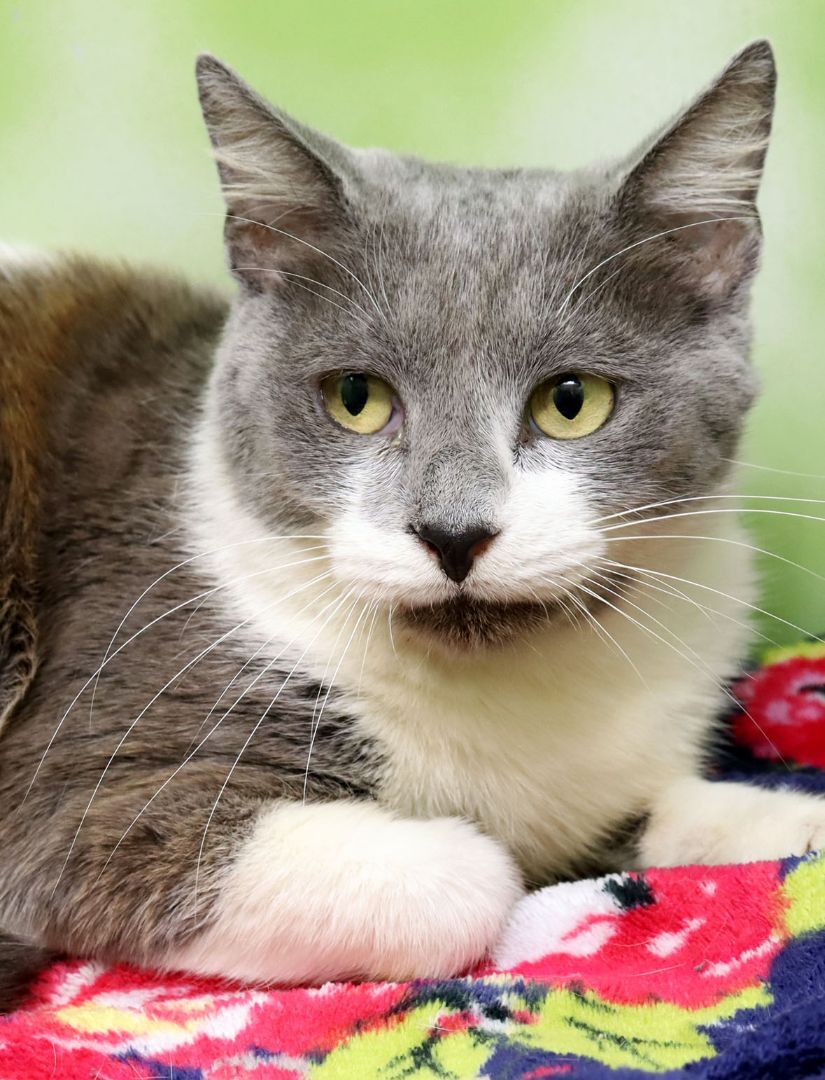 Winnie, a Adoptable Domestic Short Hair in Tierra Verde, FL image 3/6