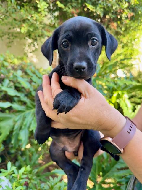 Apple, Adoptable, Puppy Male Chihuahua & Spaniel.